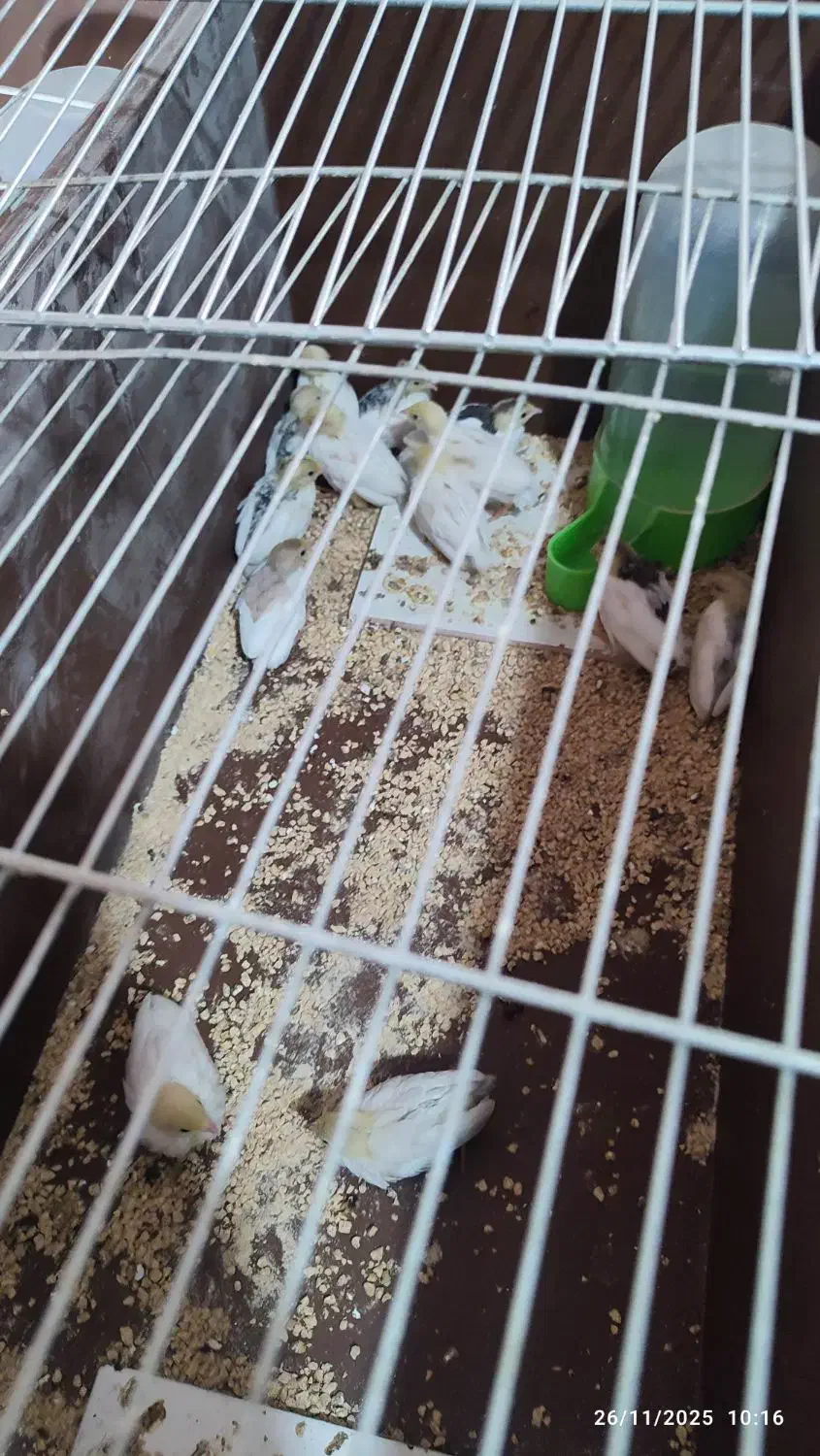 بلدرچین مینیاتوری|پرنده|قائن, |دیوار