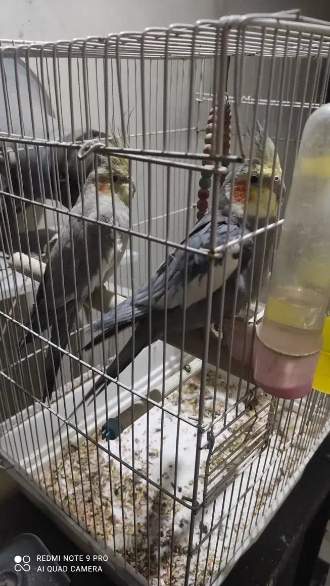 عروس هلندی|پرنده|تهران, تختی|دیوار