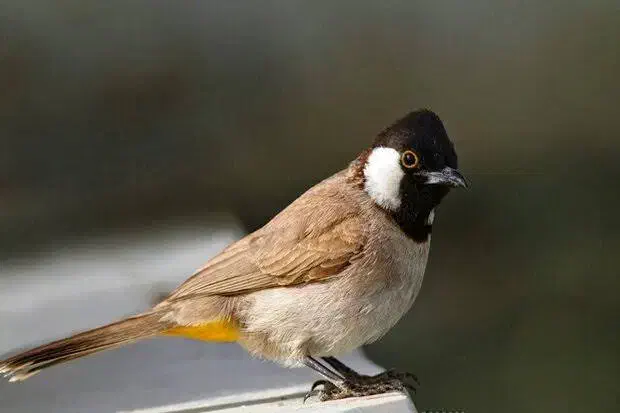 پرنده با قفس خوب|پرنده|شیراز, دکتر حسابی|دیوار