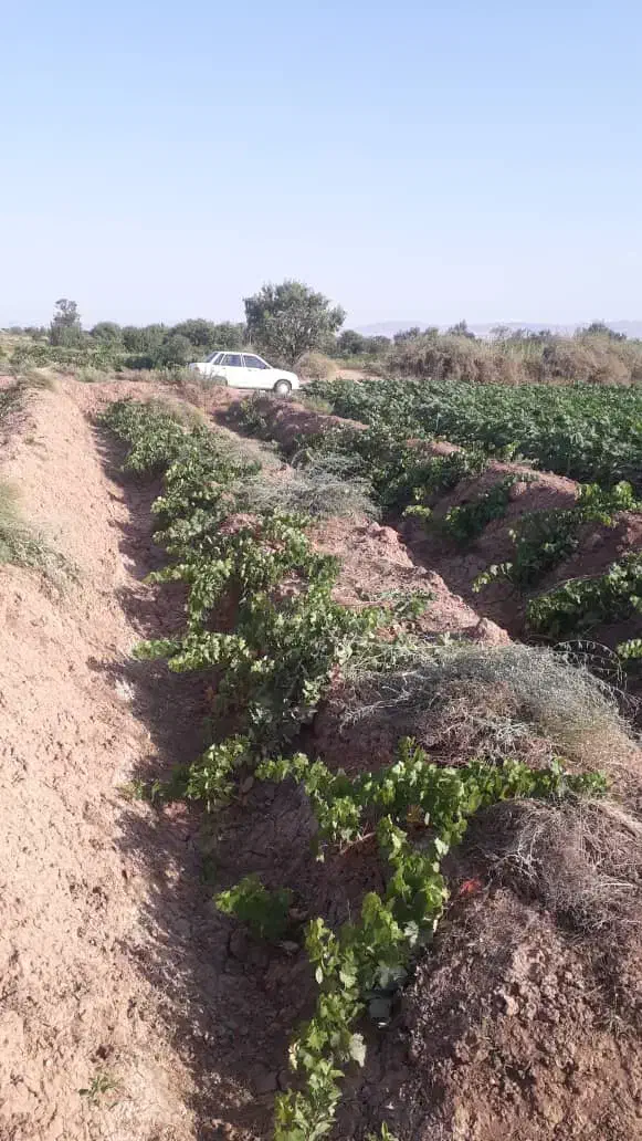 زمین کشاورزی.|فروش زمین و ملک کلنگی|شال, |دیوار