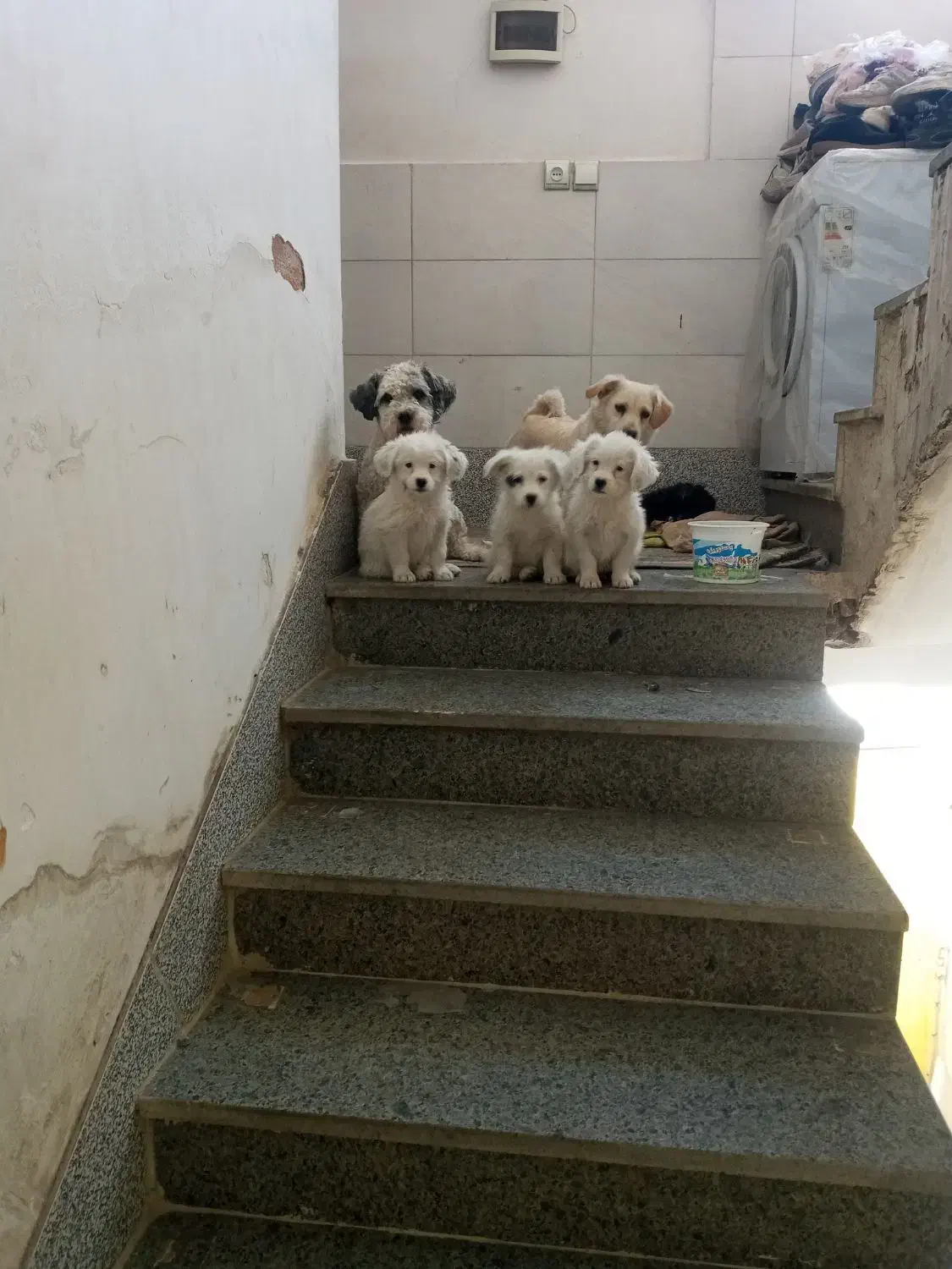 سگ های شیتزو|سگ|خمینی‌شهر, |دیوار