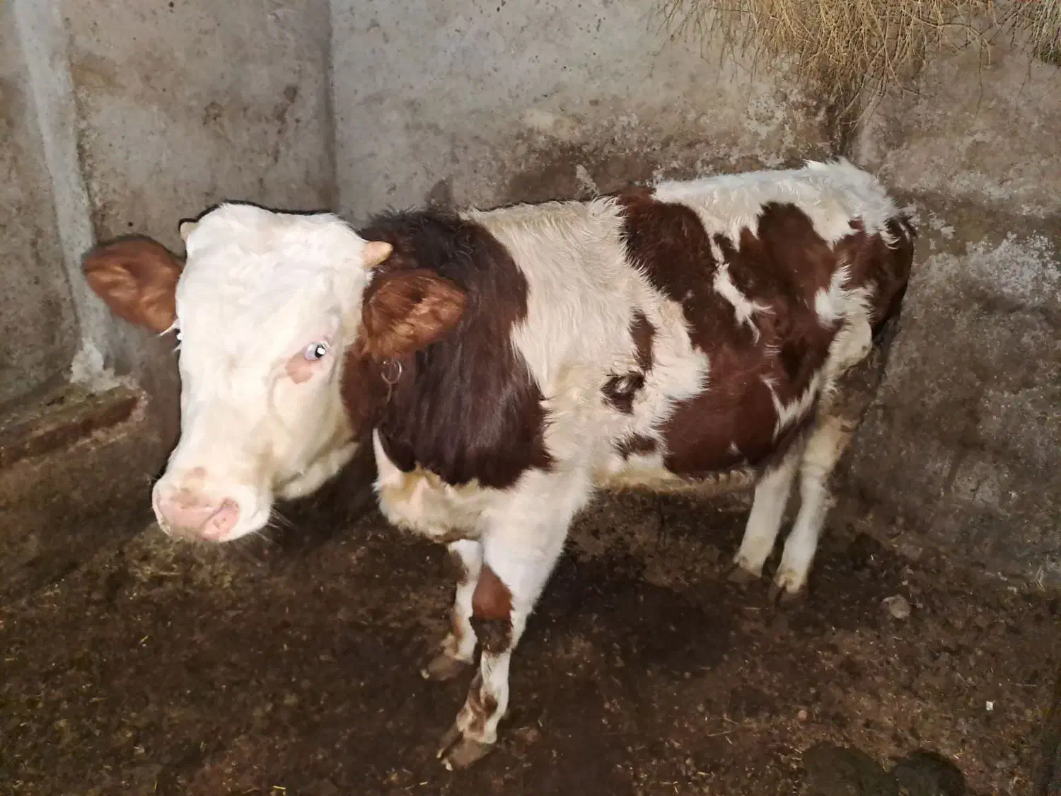 گوساله|حیوانات مزرعه|دیواندره, |دیوار