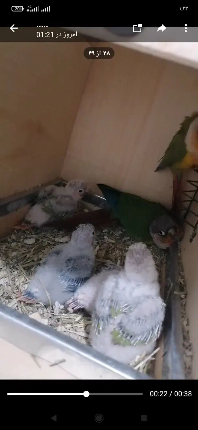 دو جفت گرینچیک مولد همراه با جوجه هاشون|پرنده|بوکان, |دیوار