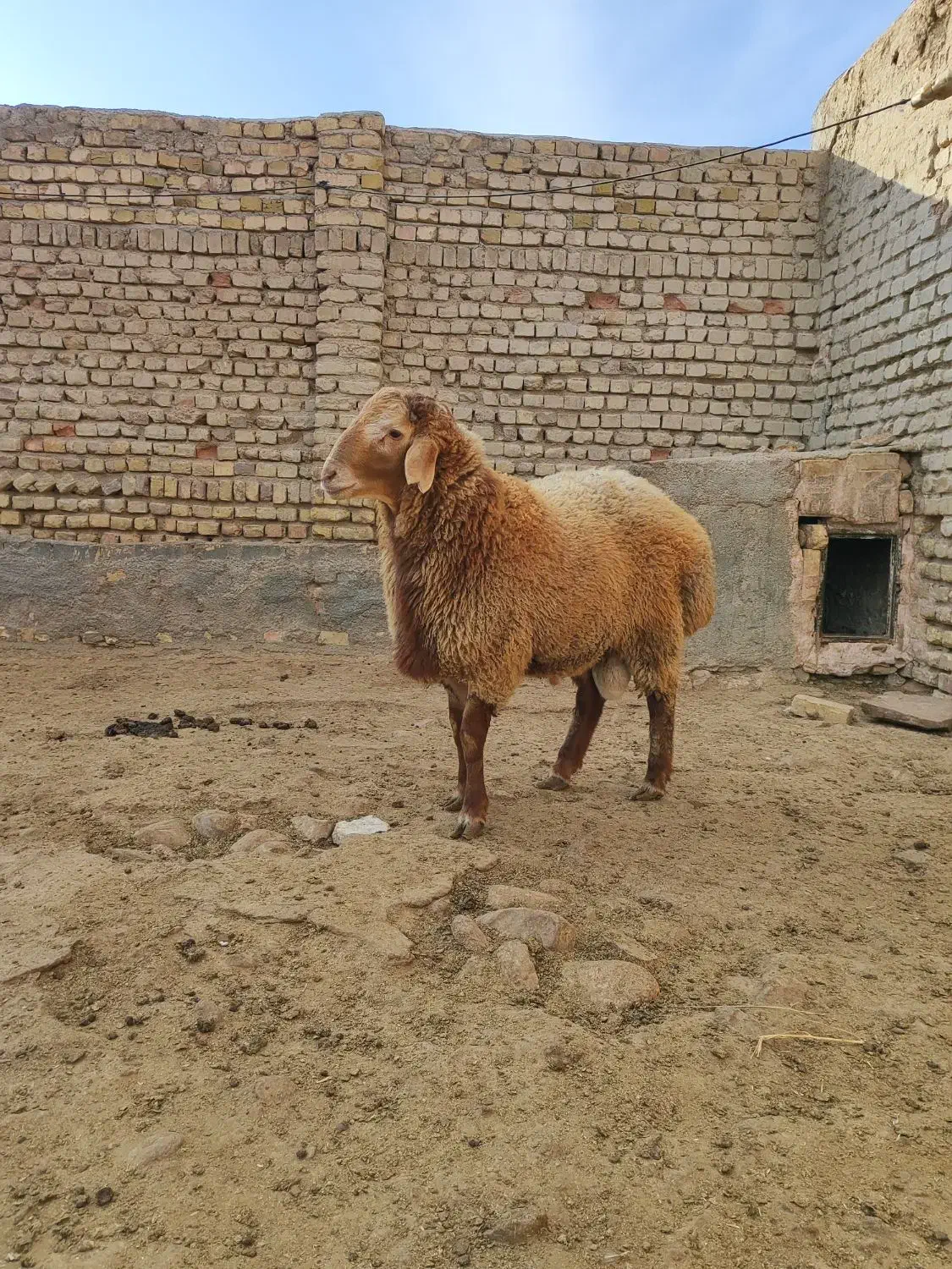 بره قوچ هترو|حیوانات مزرعه|اسفراین, |دیوار