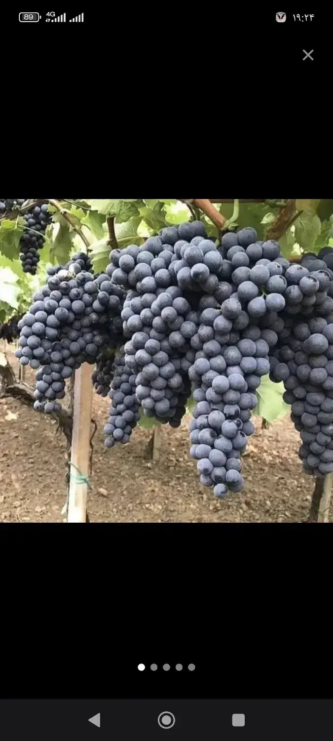 راهنمای انگور سیاه هست|فعالیت داوطلبانه تحقیقاتی|یزد, |دیوار