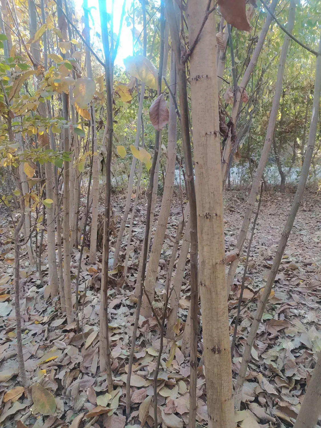 فروش نهال گردو|خدمات باغبانی و درختکاری|اصفهان, بوستان ناژوان|دیوار