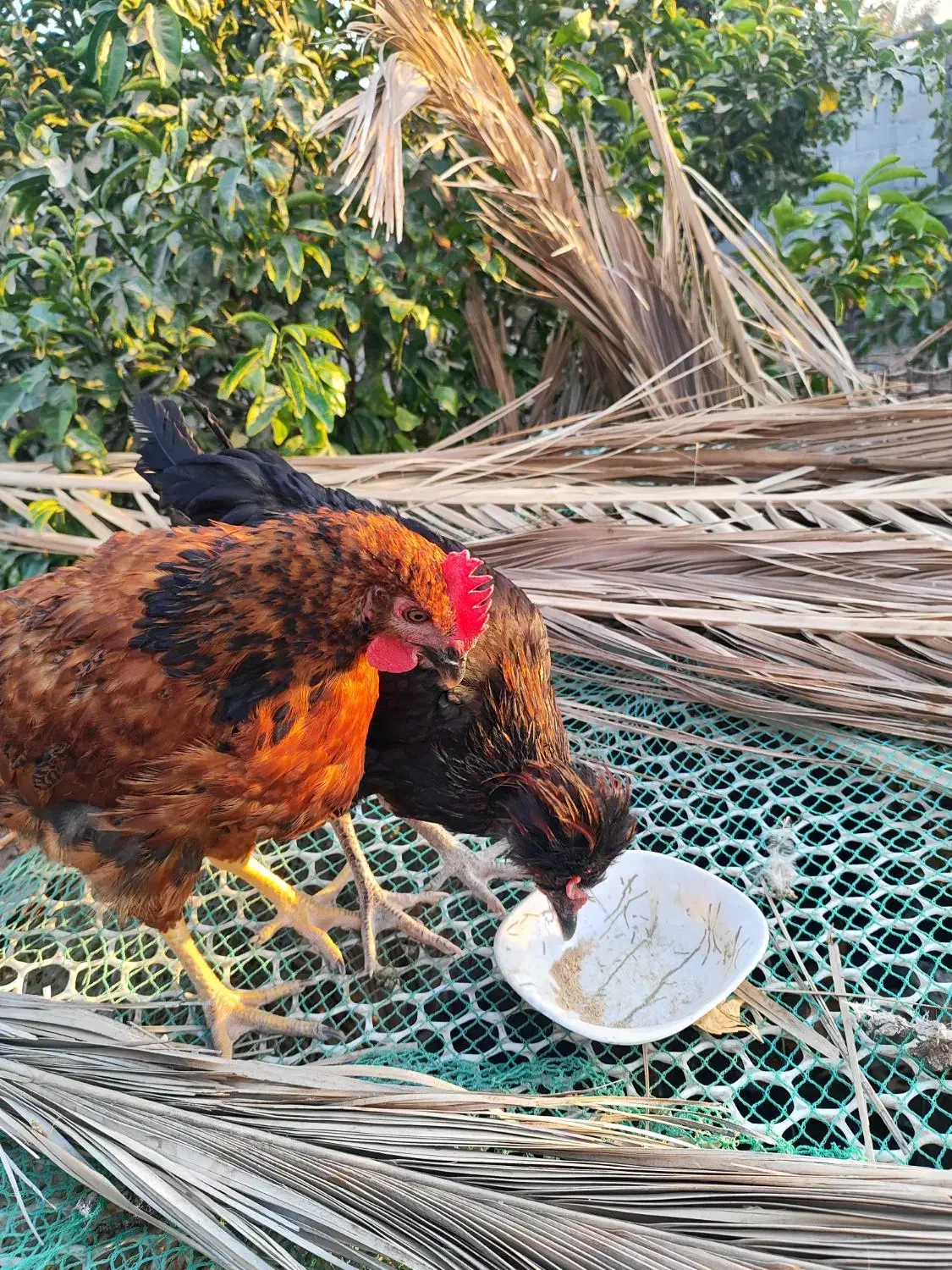 مرغ|حیوانات مزرعه|شمیل, |دیوار