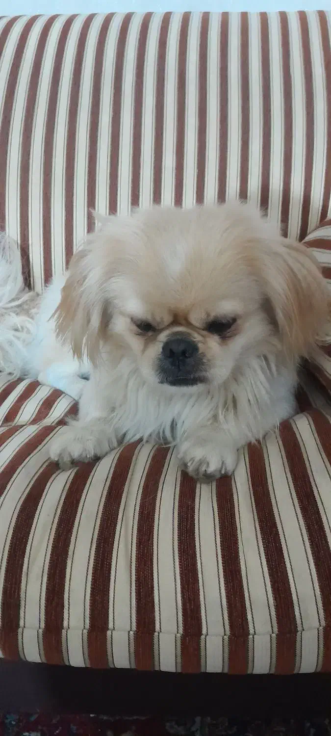 سگ پیکنز نر|سگ|قزوین, |دیوار