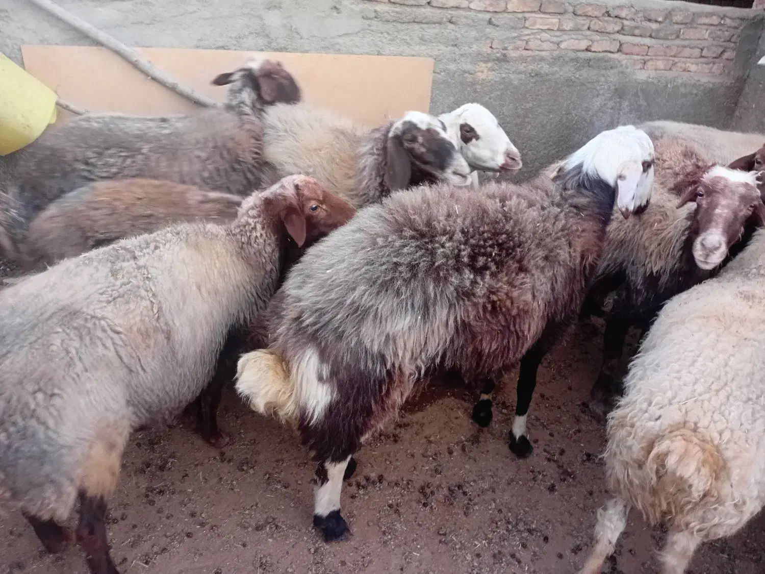 بره نر7ماهه|حیوانات مزرعه|کوهدشت, |دیوار