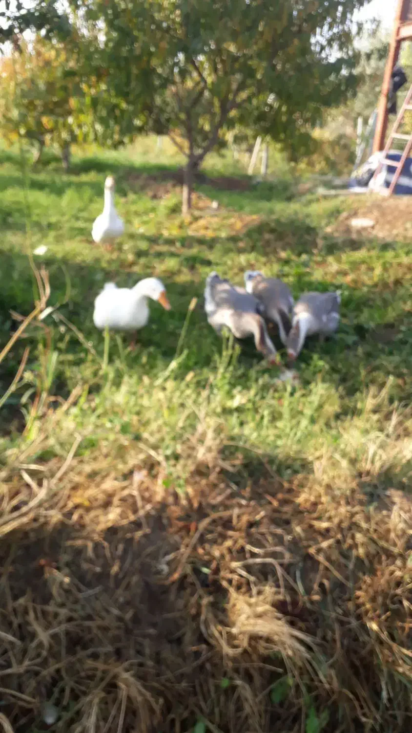 پنچ عدد قو غاز  سفید و خاکستری نرو ماده|حیوانات مزرعه|ارومیه, |دیوار