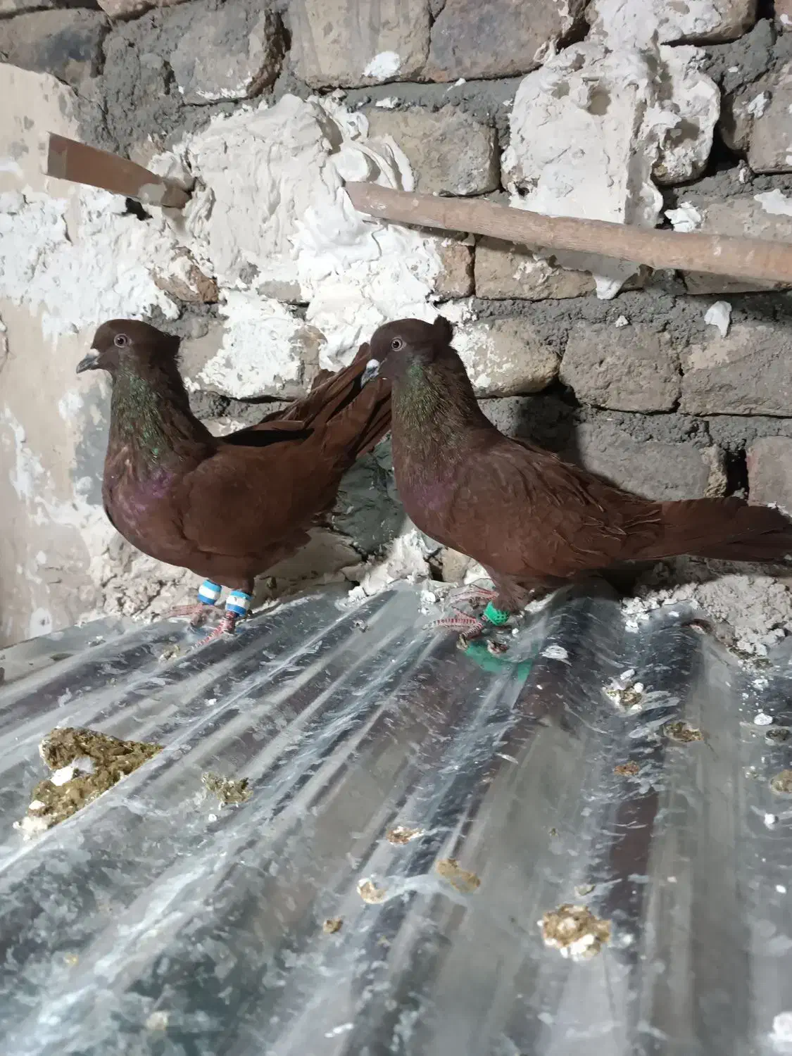 کفتر کبوتر|پرنده|بروجرد, |دیوار