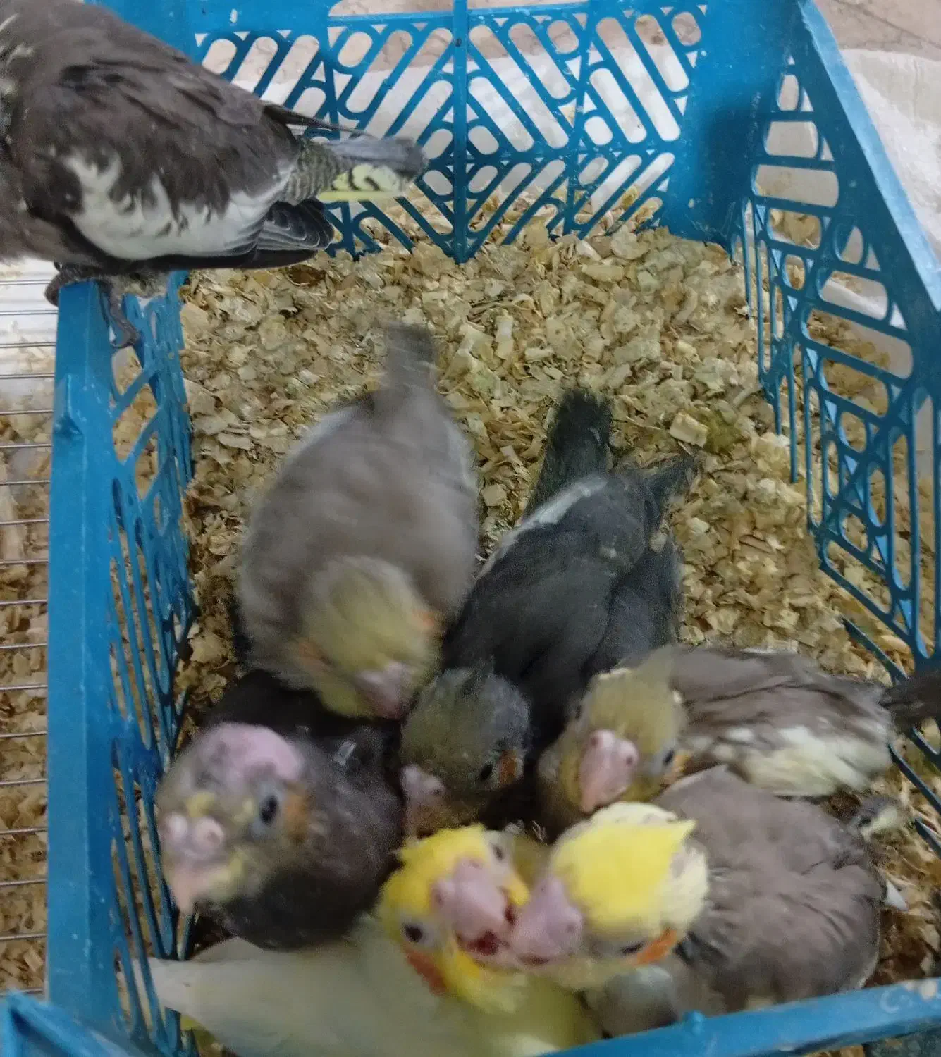 جوجه های ملنگو ..عروس ..برزیلی|پرنده|ملارد, |دیوار