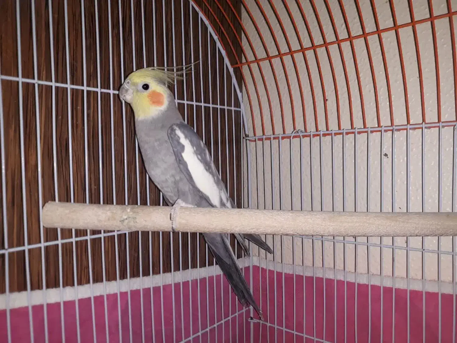 عروس هلندی خونگی و آس|پرنده|اصفهان, شهرک زاینده رود|دیوار