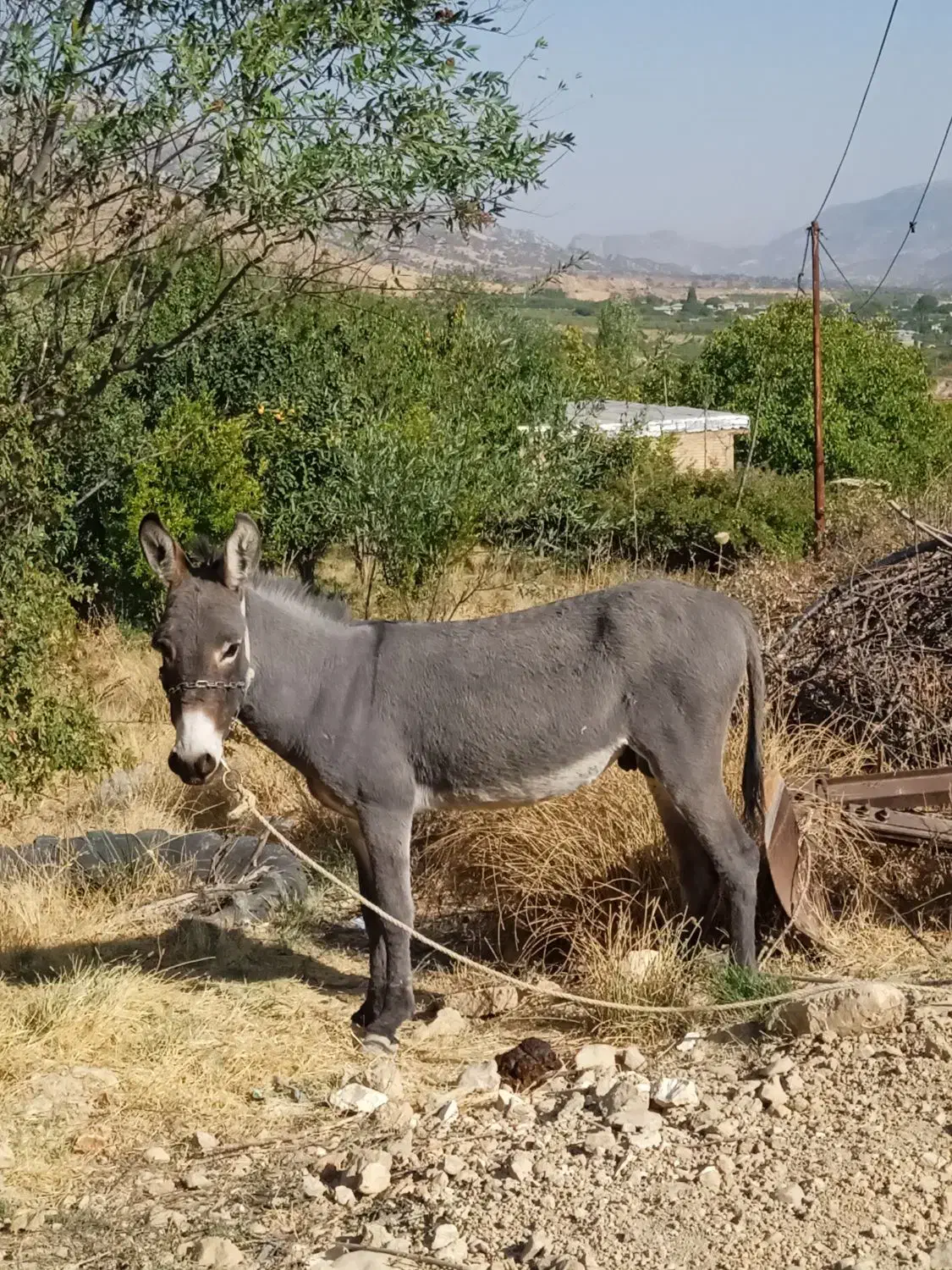 خر نر|حیوانات مزرعه|سپیدان, |دیوار