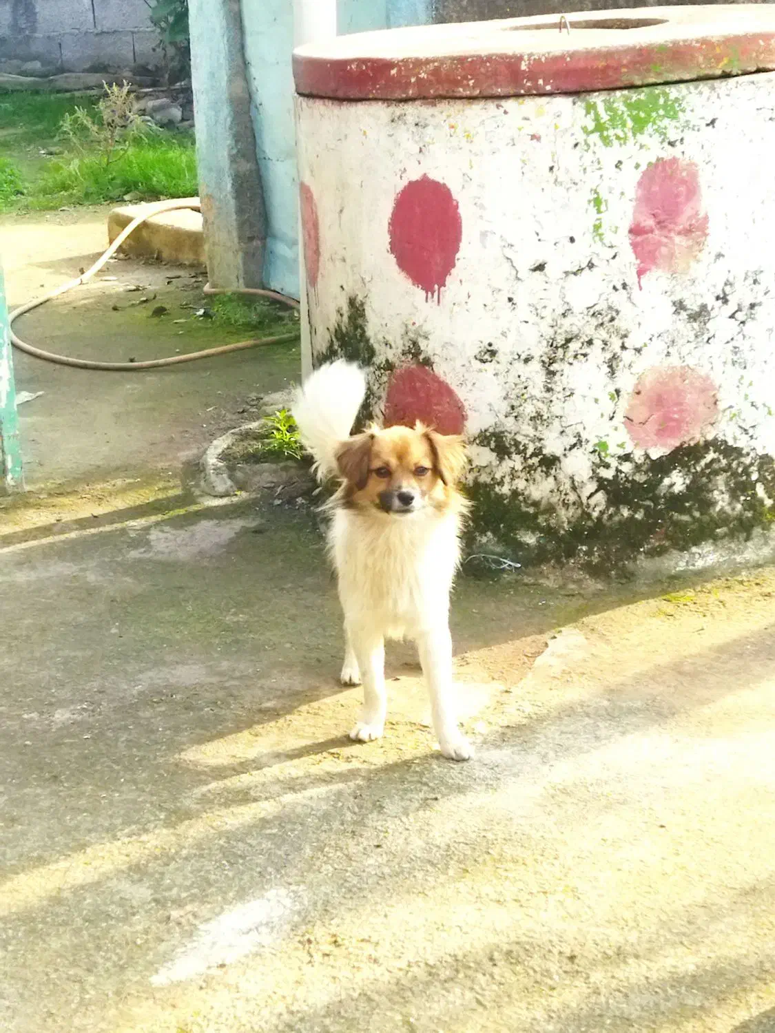 سگای زیبا|سگ|تولم شهر, |دیوار