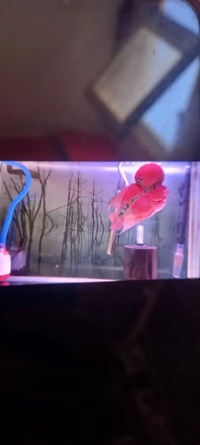 ۲ عدد آکواریوم با میز و ماهی ها|ماهی|تبریز, |دیوار