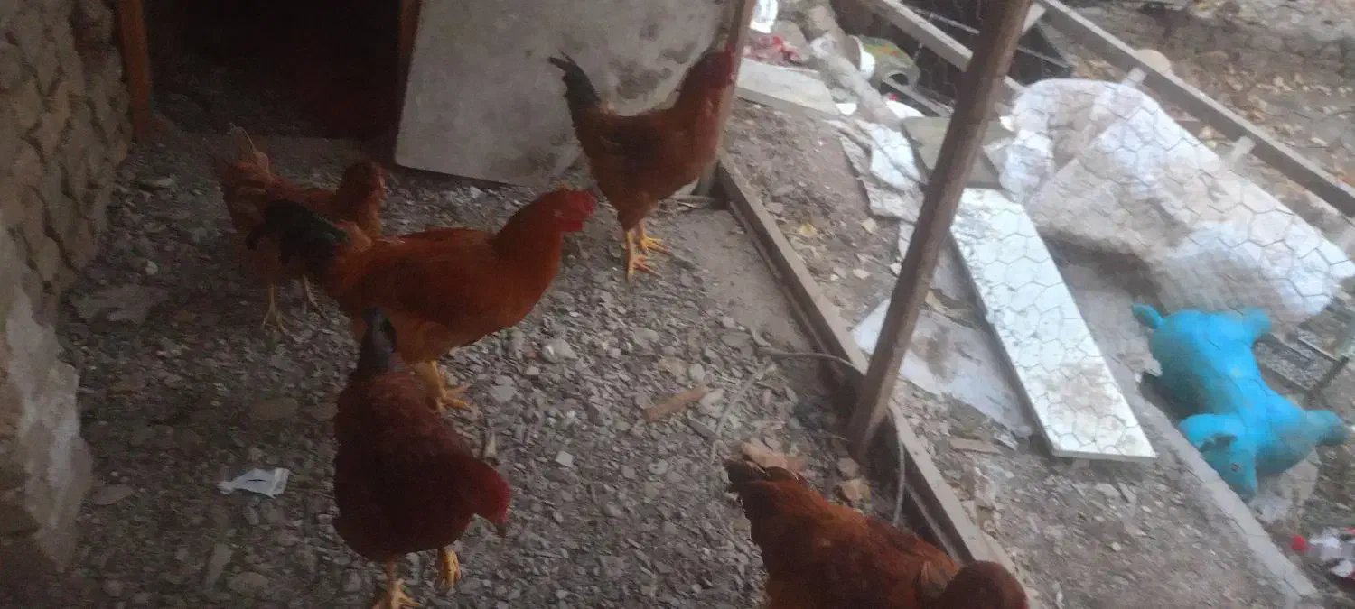 خروس|حیوانات مزرعه|مشهد, میان ولایت|دیوار