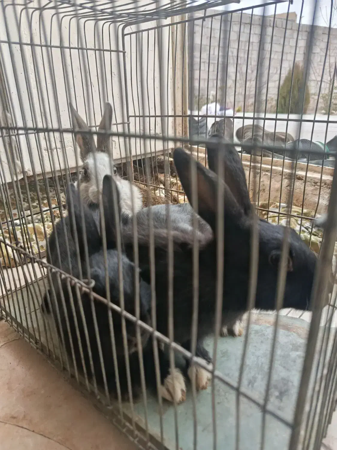 خرگوش 2سیاه یک سفید|موش و خرگوش|رفسنجان, |دیوار