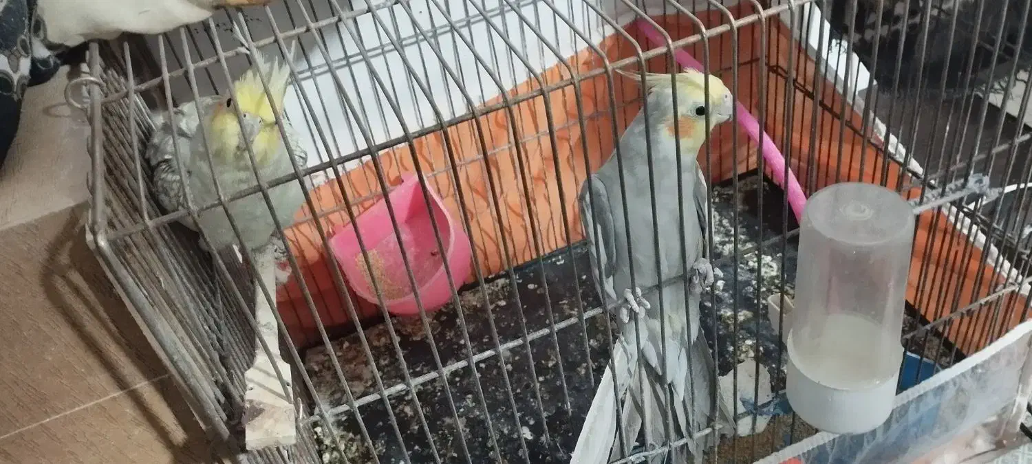 عروس هلندی جفت|پرنده|سبزوار, هویزه|دیوار