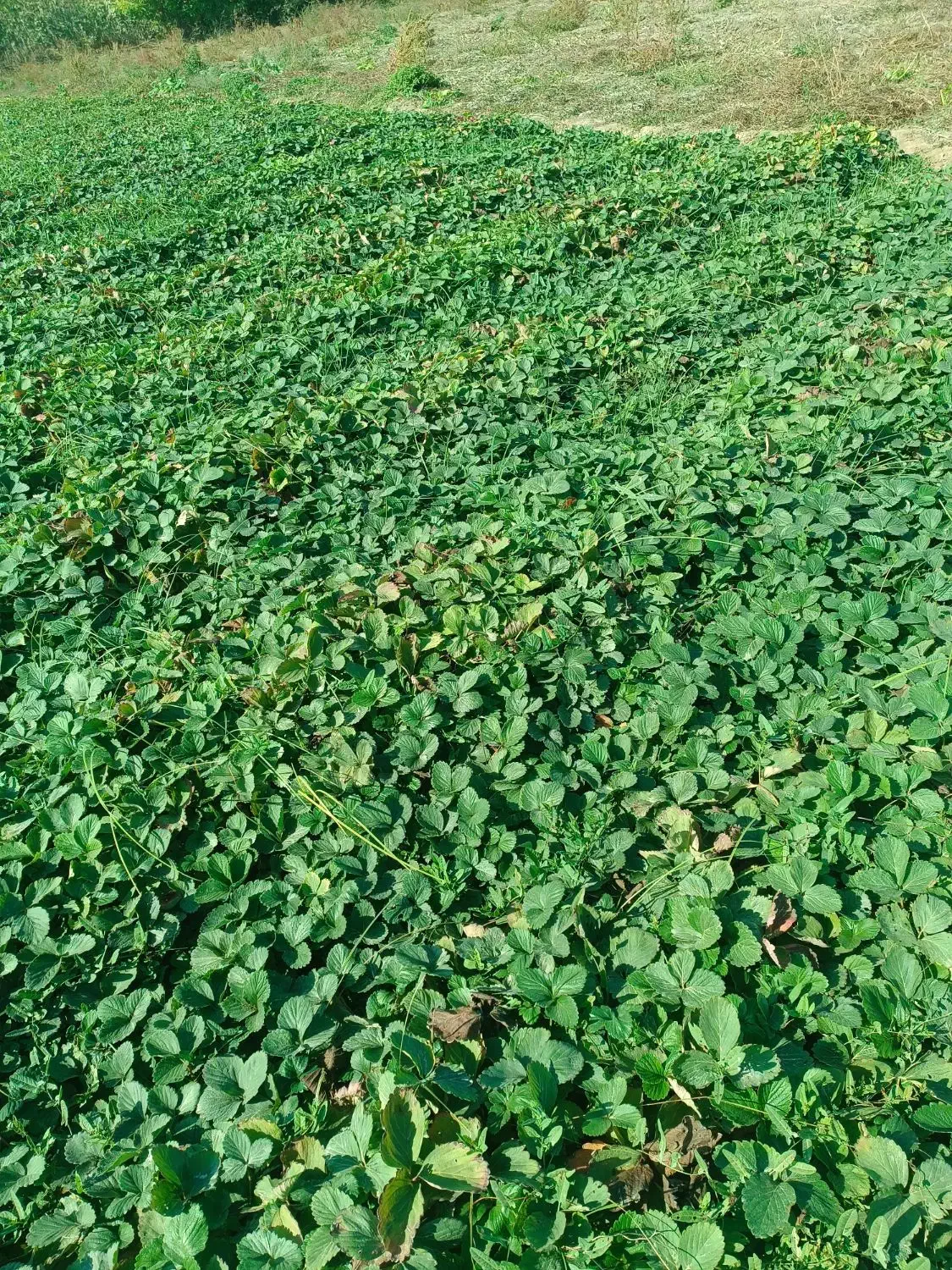 نهال توت فرنگی سابرینا 20/000/000 تومان|خدمات باغبانی و درختکاری|دلند, |دیوار