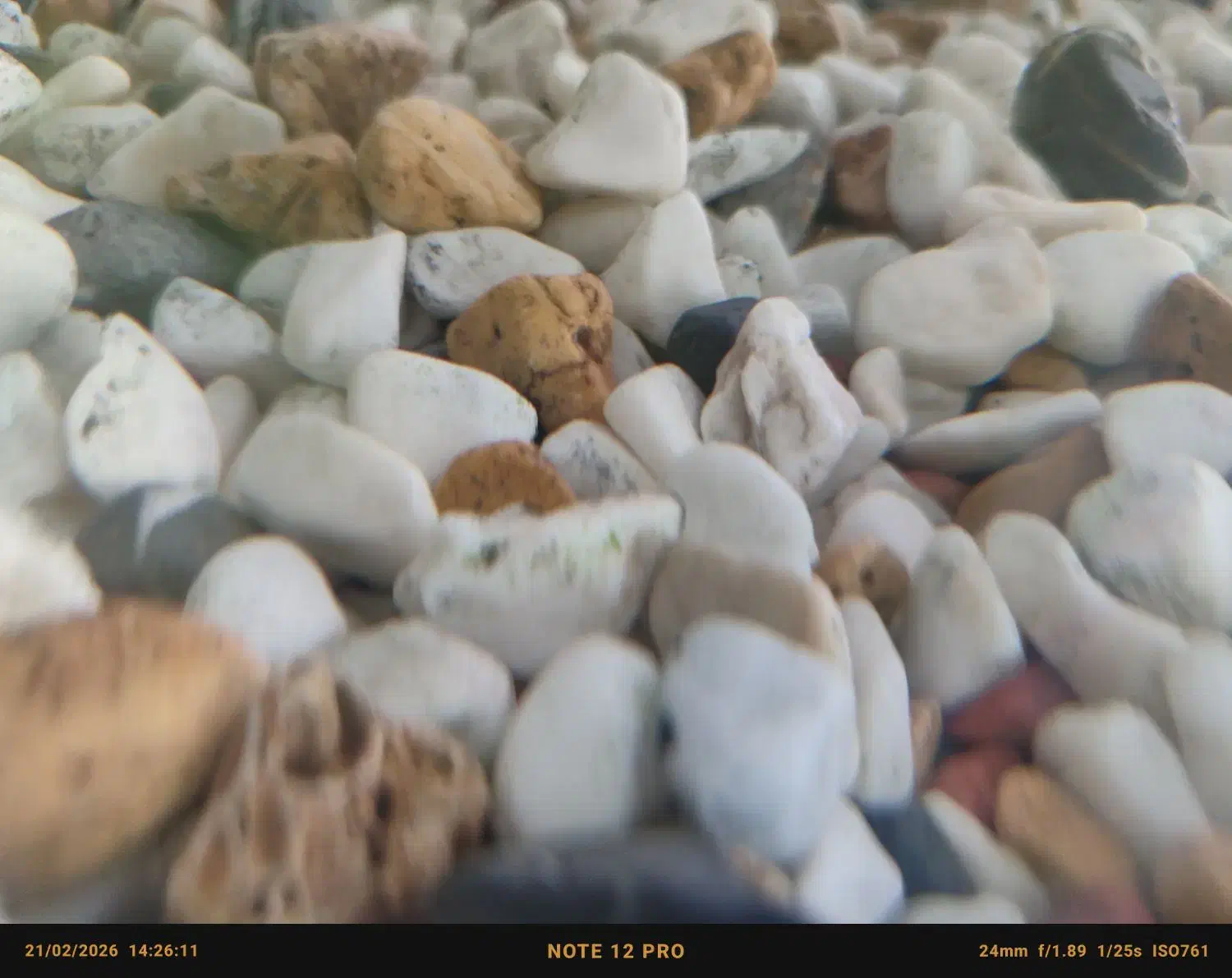 سنگ کف اکواریوم|ماهی|یزد, |دیوار