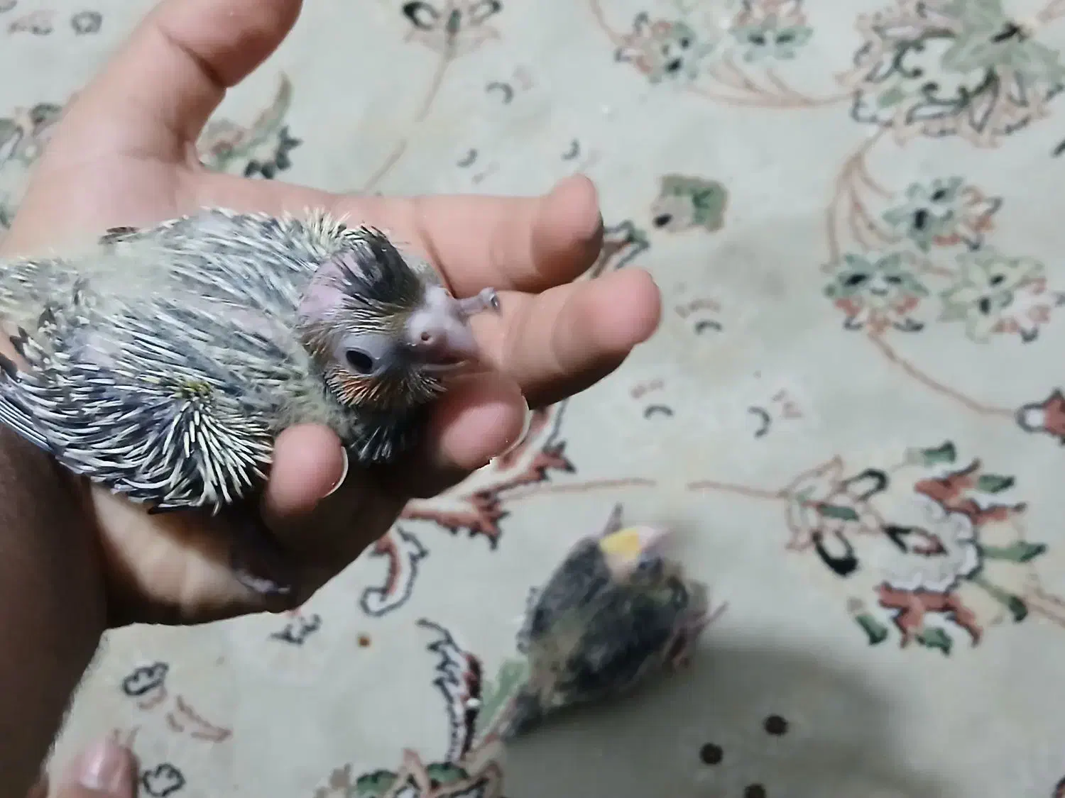 جوجه عروس هلندی ۲۰ روزه|پرنده|تهران, شهرک شریعتی|دیوار