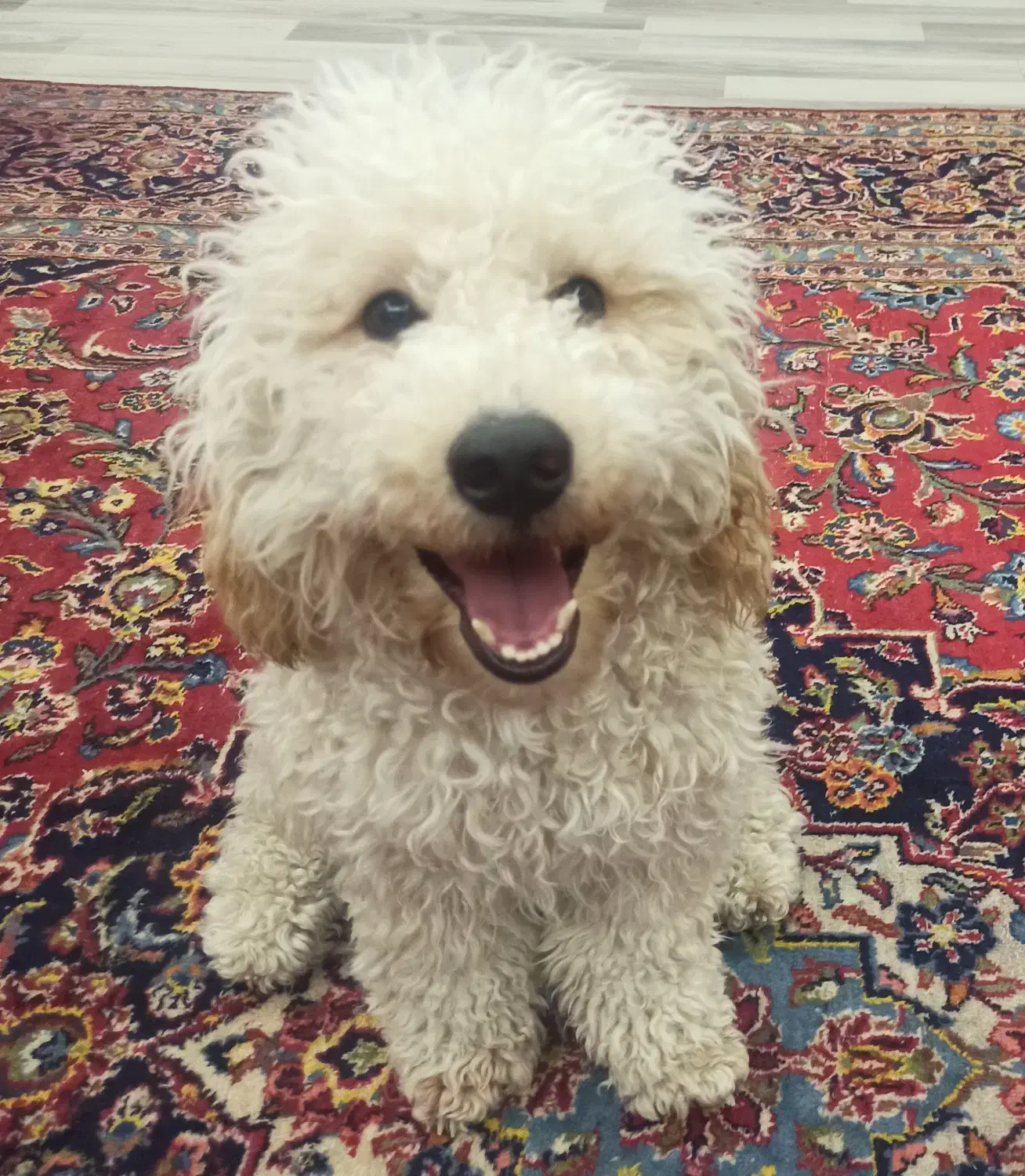 پودل نر ۱۰ ماهه|سگ|قزوین, |دیوار