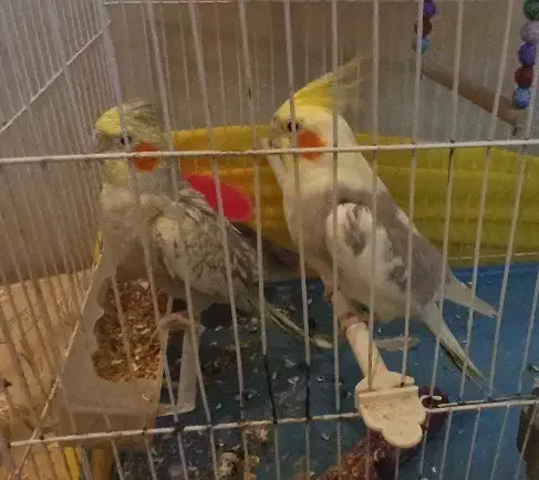 عروس هلندی|پرنده|آشخانه, |دیوار