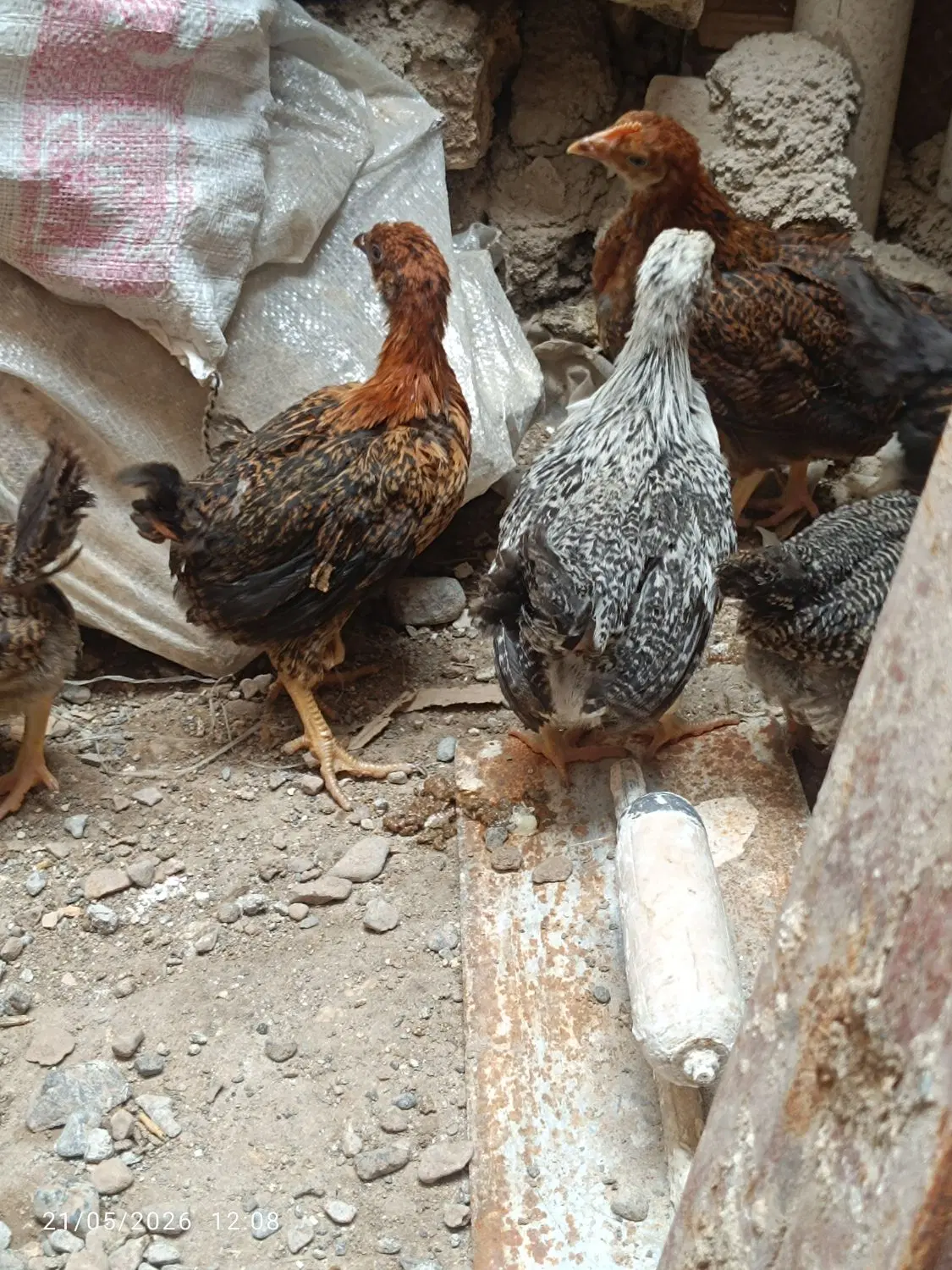 جوجه|حیوانات مزرعه|مشهد, طبرسی شمالی|دیوار