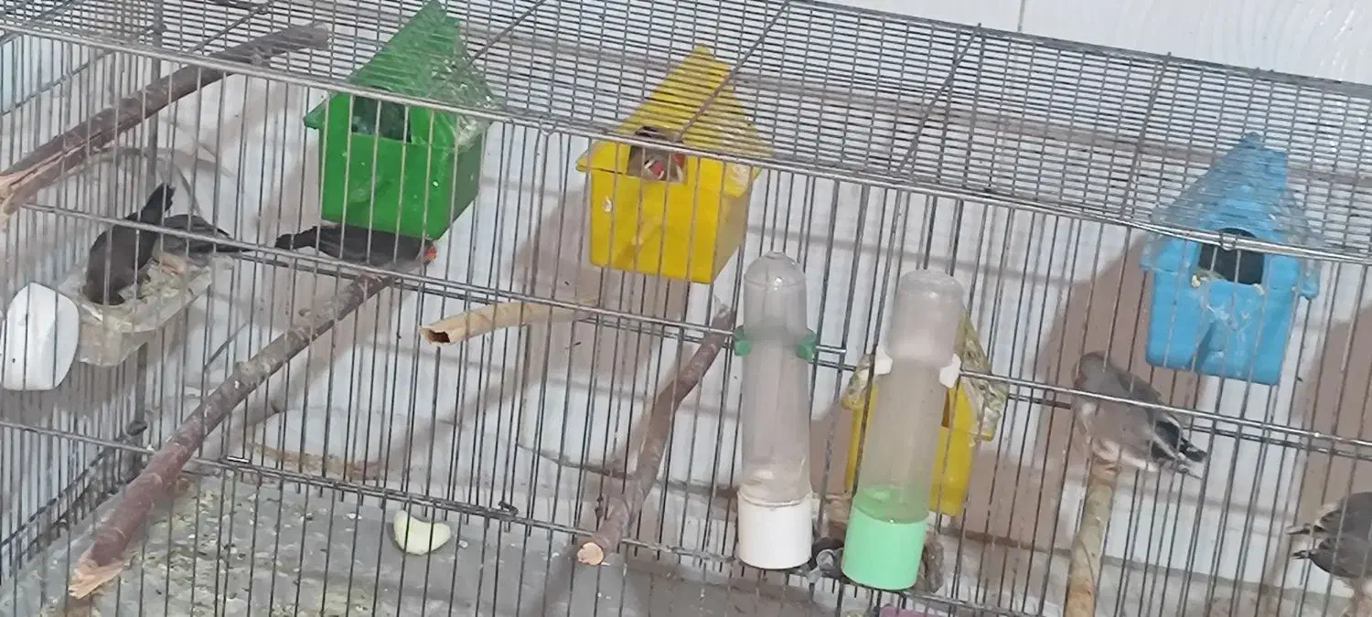 فنچ|پرنده|کوار, |دیوار