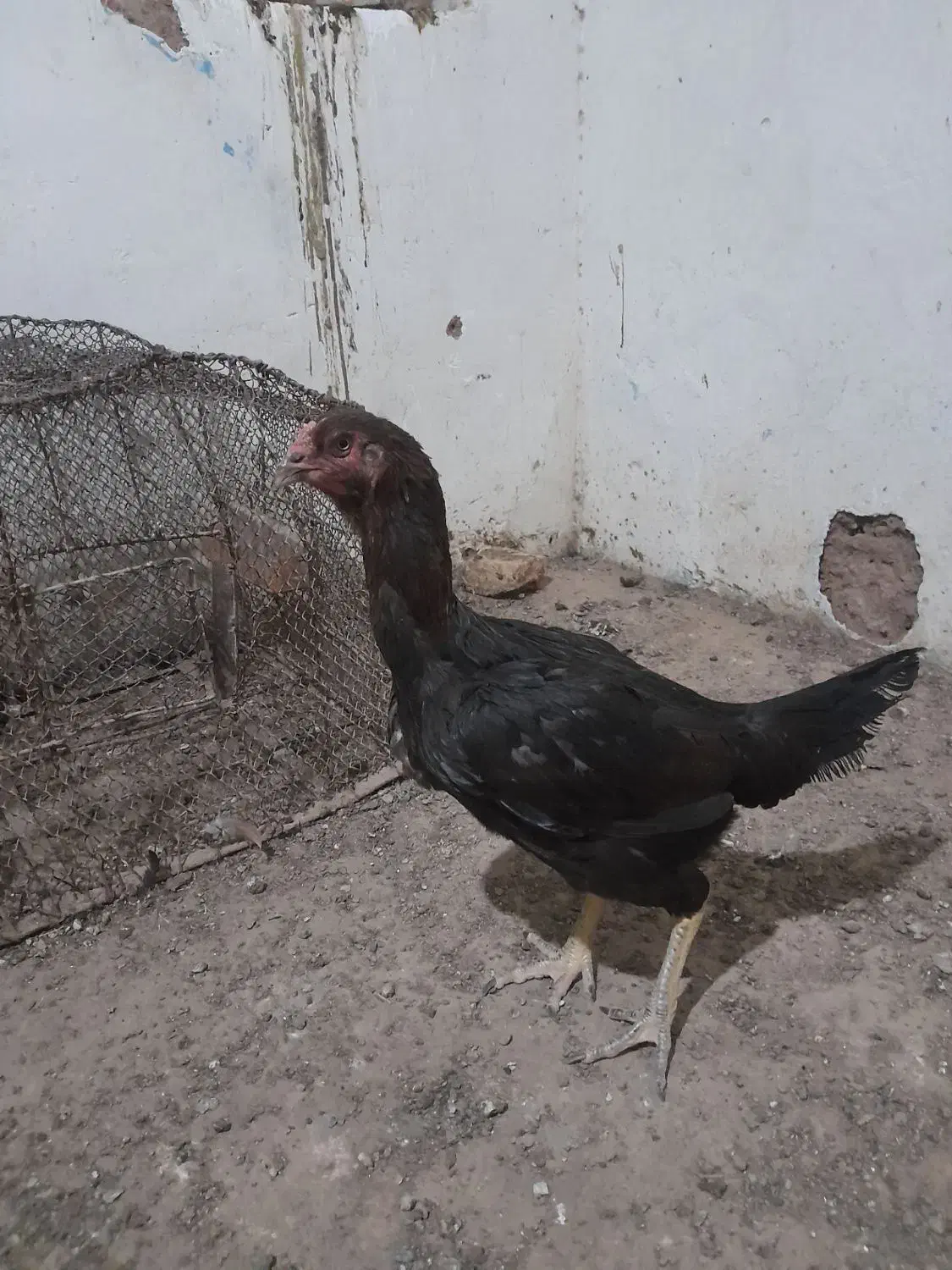 مرغ و خروس لاری معاوضه با دوچرخه ۲۶|حیوانات مزرعه|تربت جام, شهید مدرس|دیوار