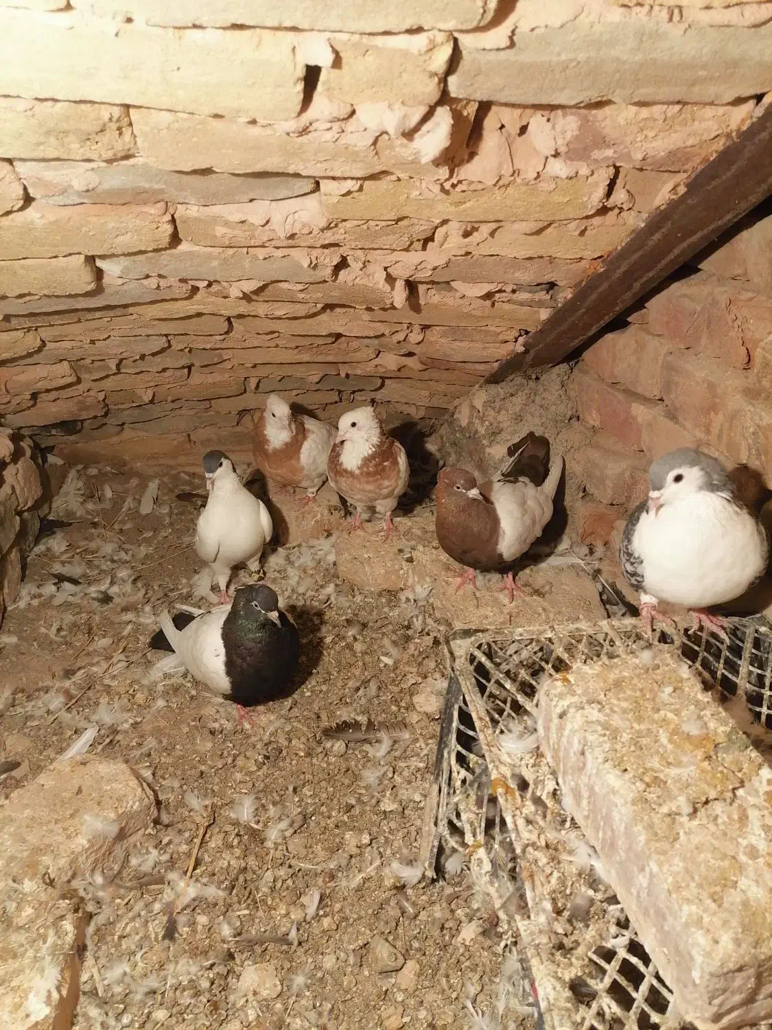 کبوتر رنگی سلطان اباد|پرنده|خوشاب, |دیوار