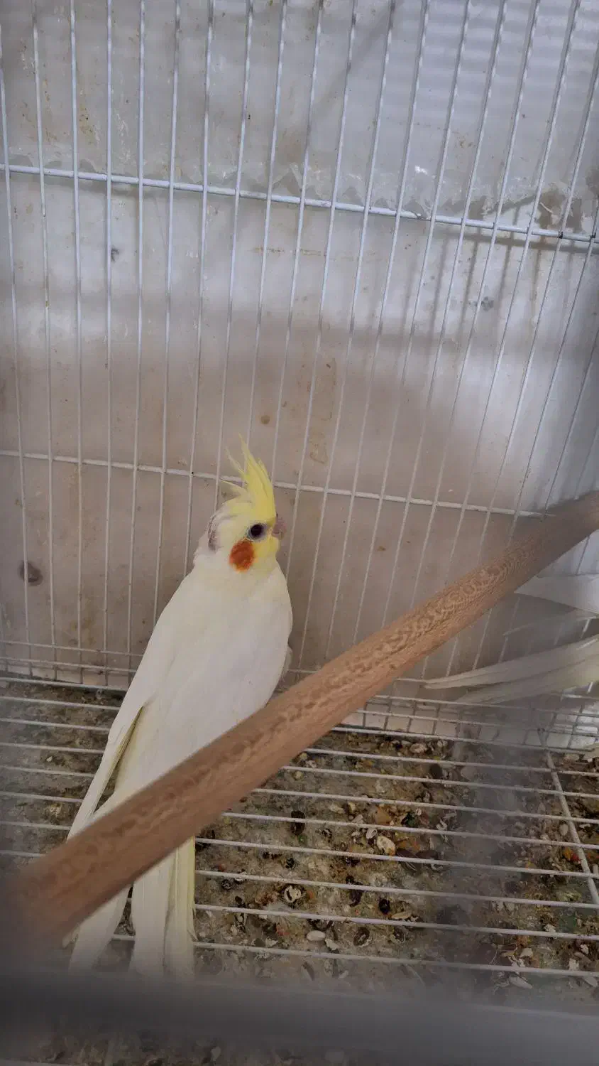 گرینچیک و عروس هلندی|پرنده|مشهد, نوده|دیوار