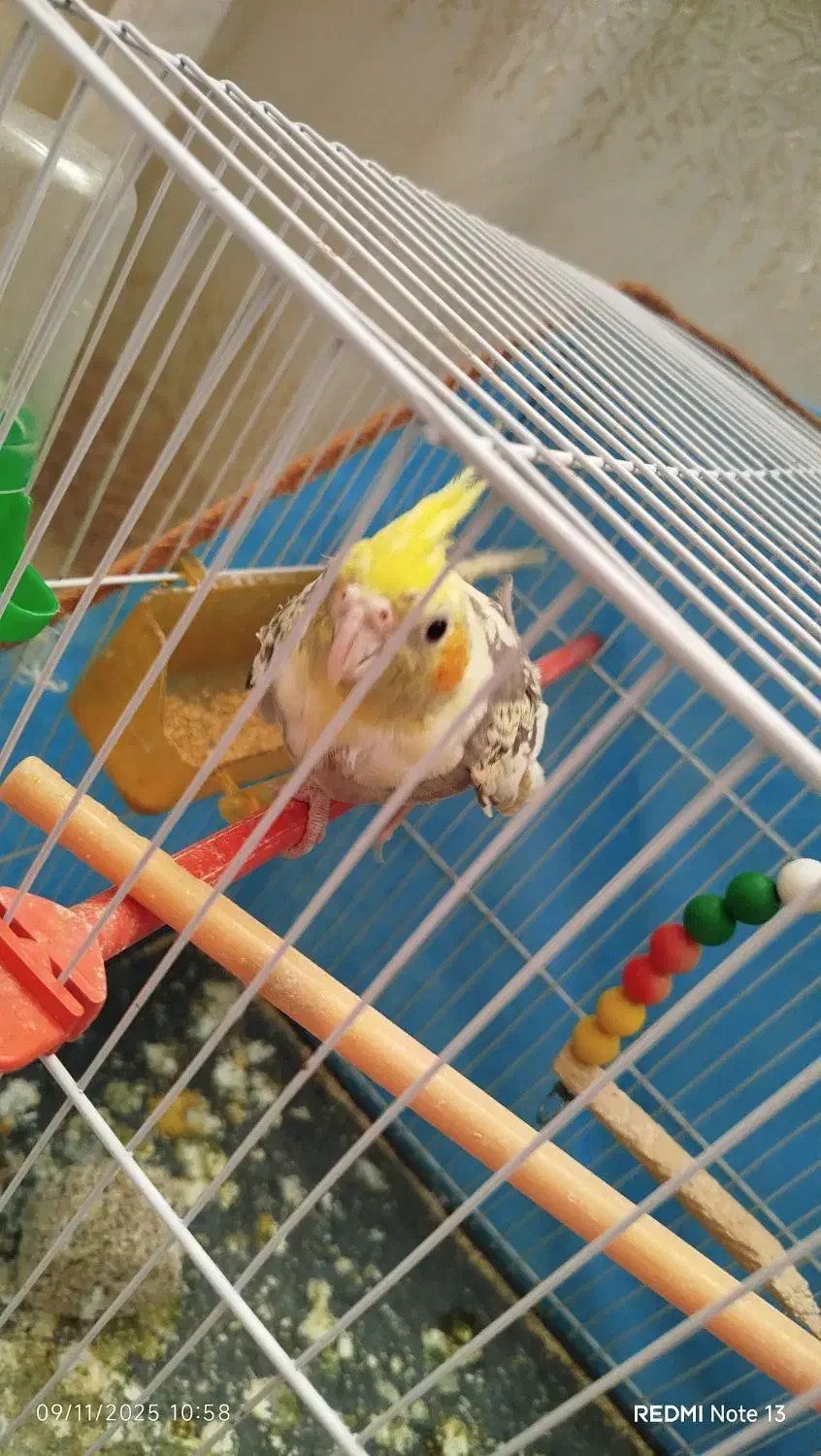 عروس هلندی|پرنده|مشهد, شهرک مهرگان|دیوار