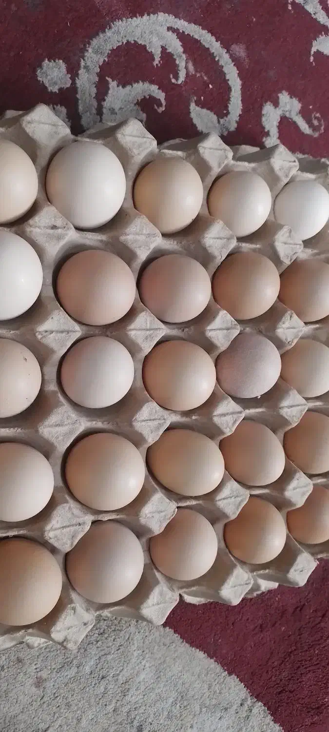 تخم مرغ محلی موجود است|خوردنی و آشامیدنی|دزفول, |دیوار