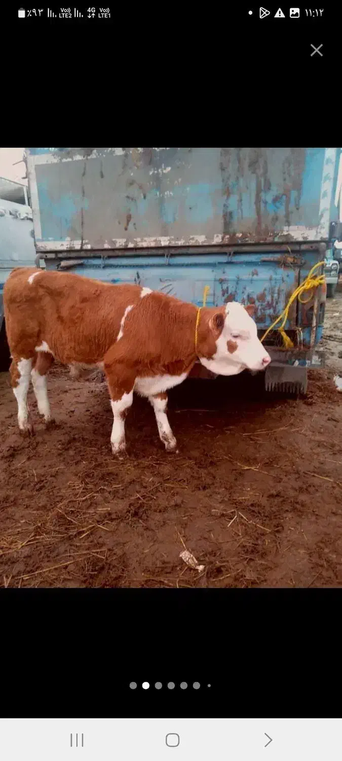 فروش فوق العاده|حیوانات مزرعه|جغتای, |دیوار