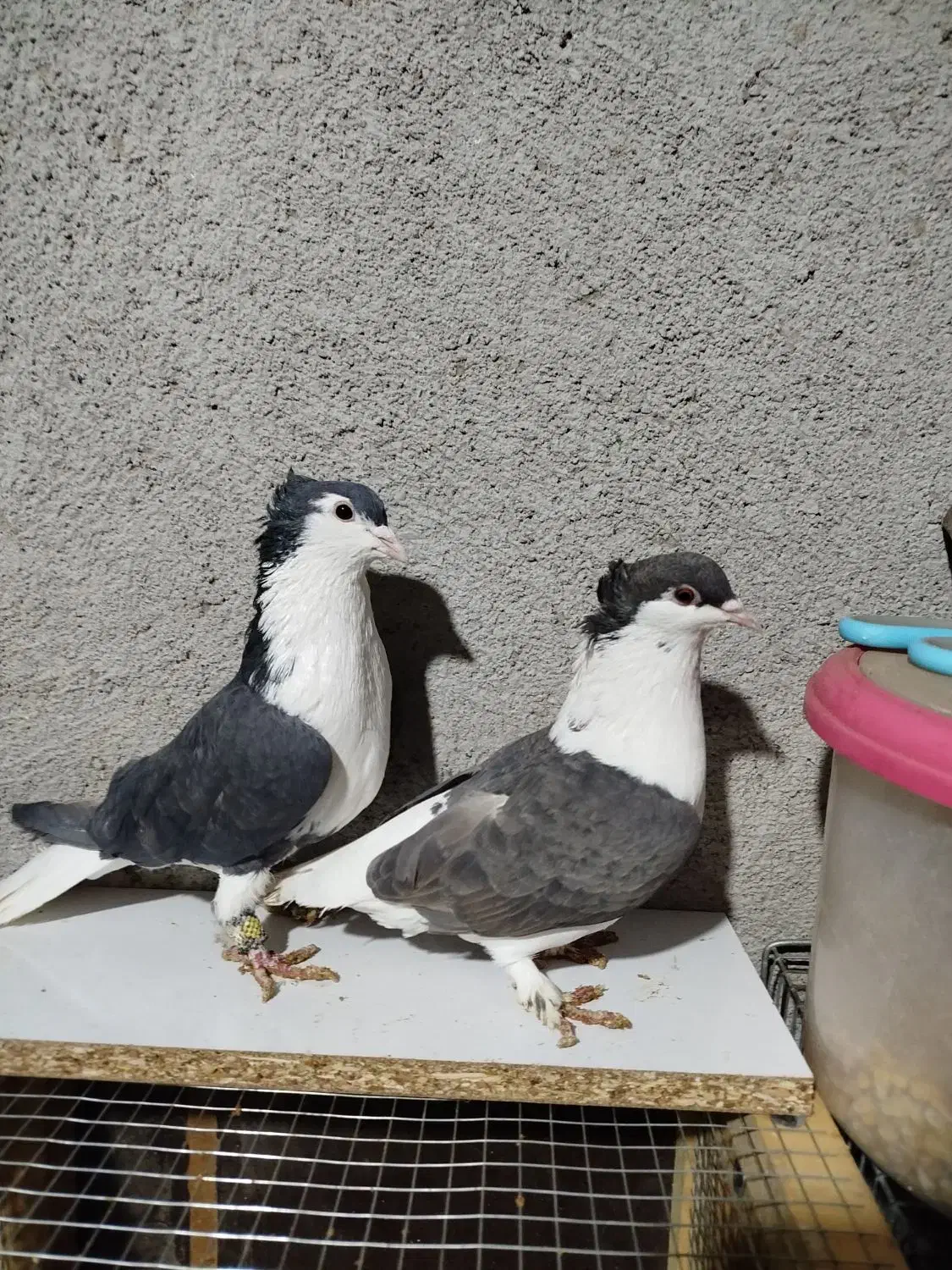 جفت ساده کاکلی|پرنده|مشهد, موعود|دیوار