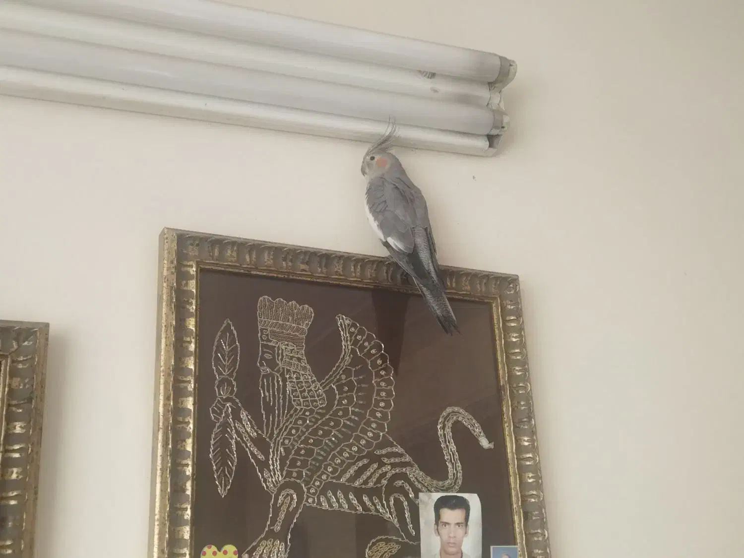 تعویض|پرنده|شاهینشهر, شهرک گلدیس|دیوار