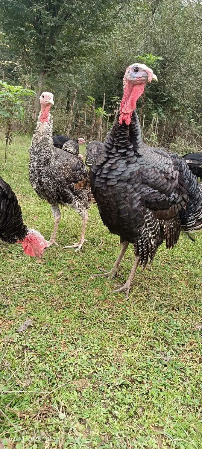 بقلمون|حیوانات مزرعه|سیاهکل, |دیوار