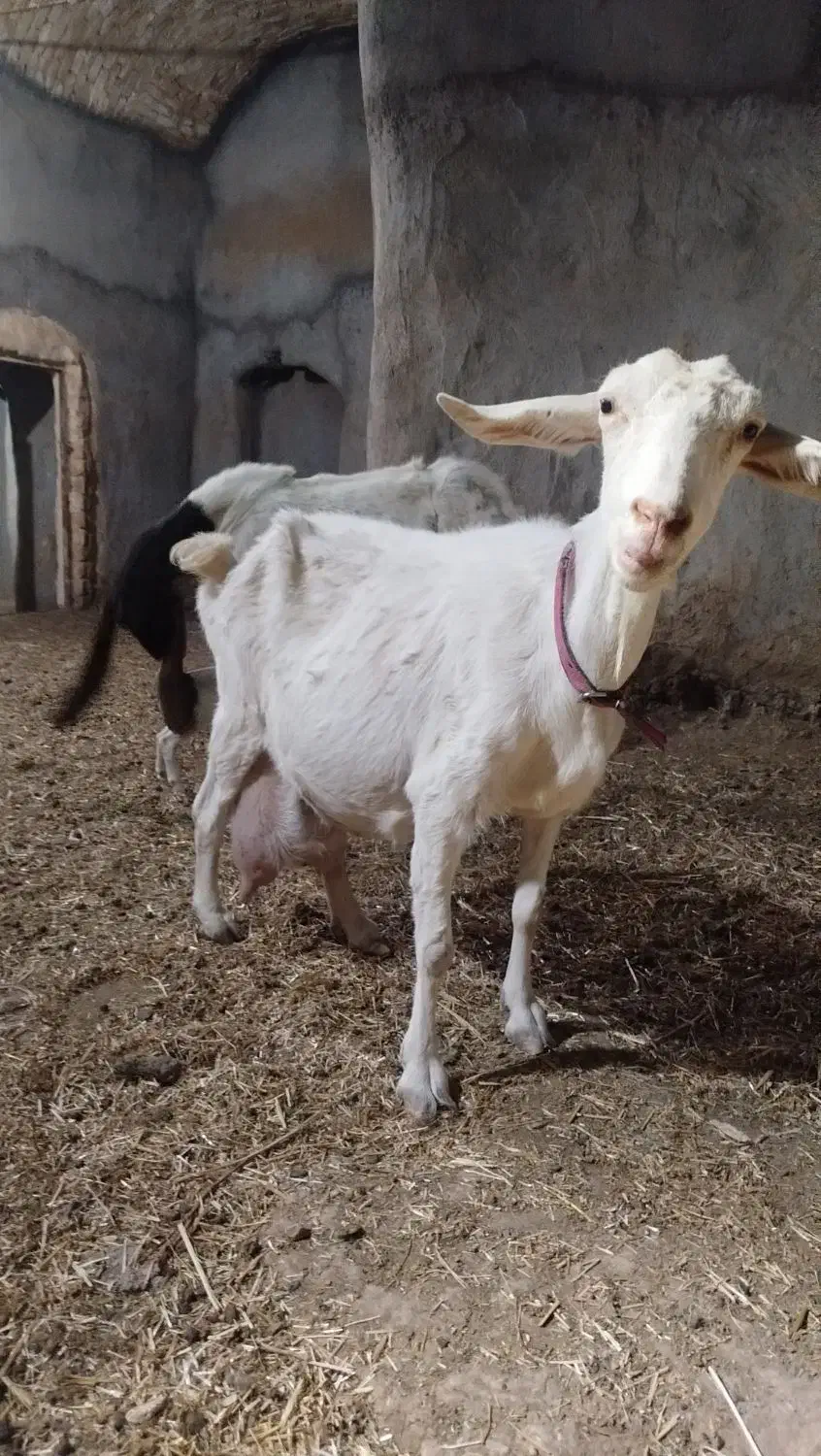 بزسانن درجه یک|حیوانات مزرعه|خلیل آباد, |دیوار