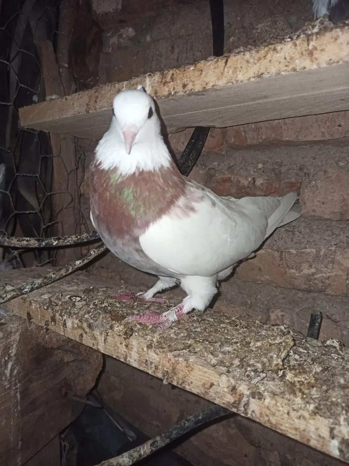 فروشی|پرنده|خان ببین, |دیوار