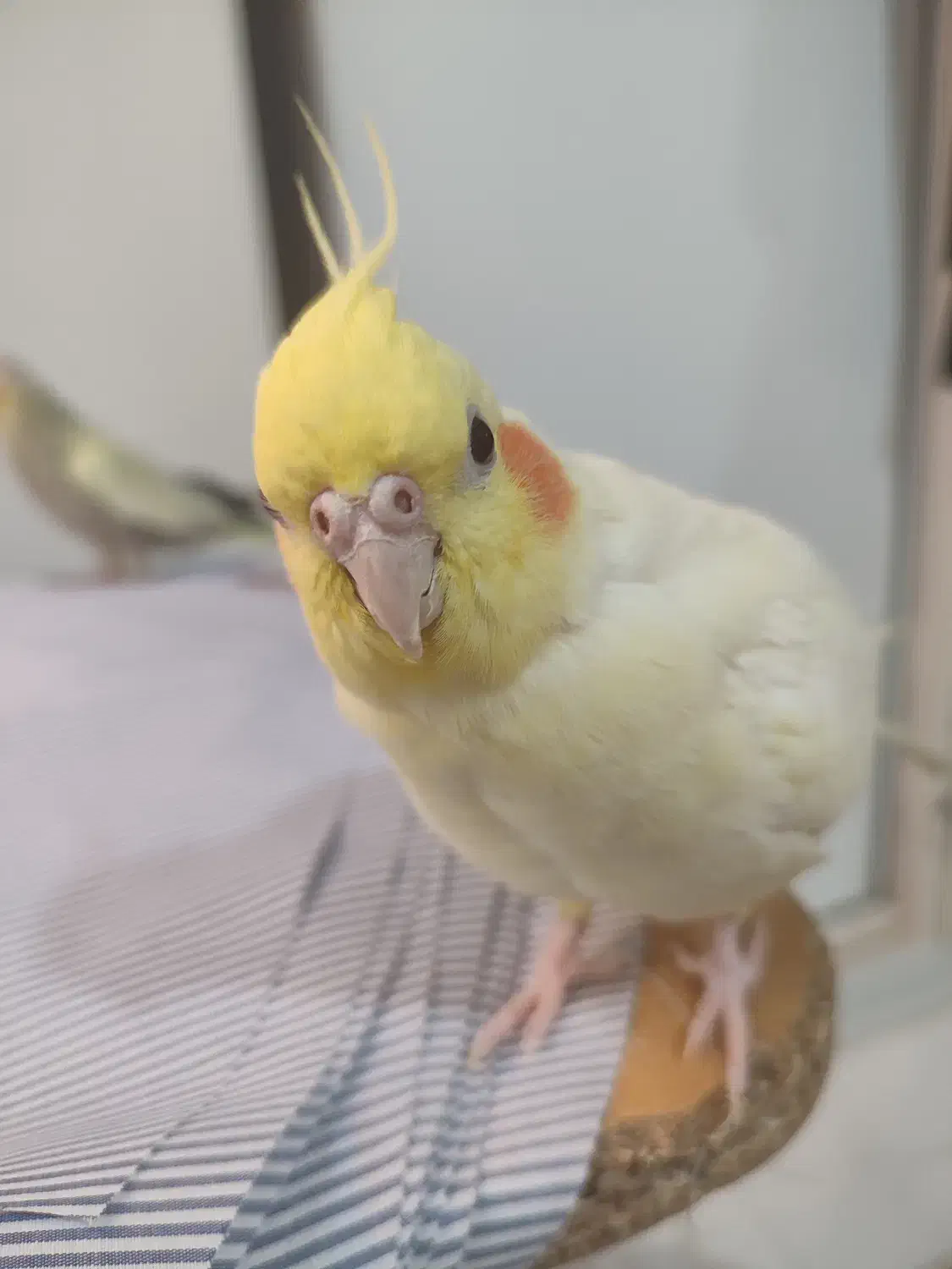 یه جفت عروس هلندی مولد|پرنده|اسلامشهر, شهرک مهدیه|دیوار