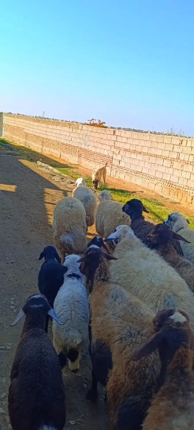 13 راس گوسفند بره دار همه جوان|حیوانات مزرعه|تبریز, |دیوار