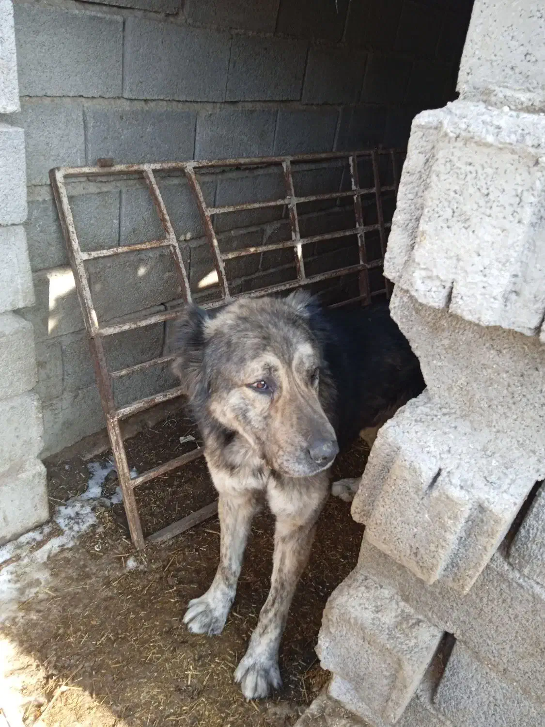 حیوان|سگ|طاغنکوه, |دیوار