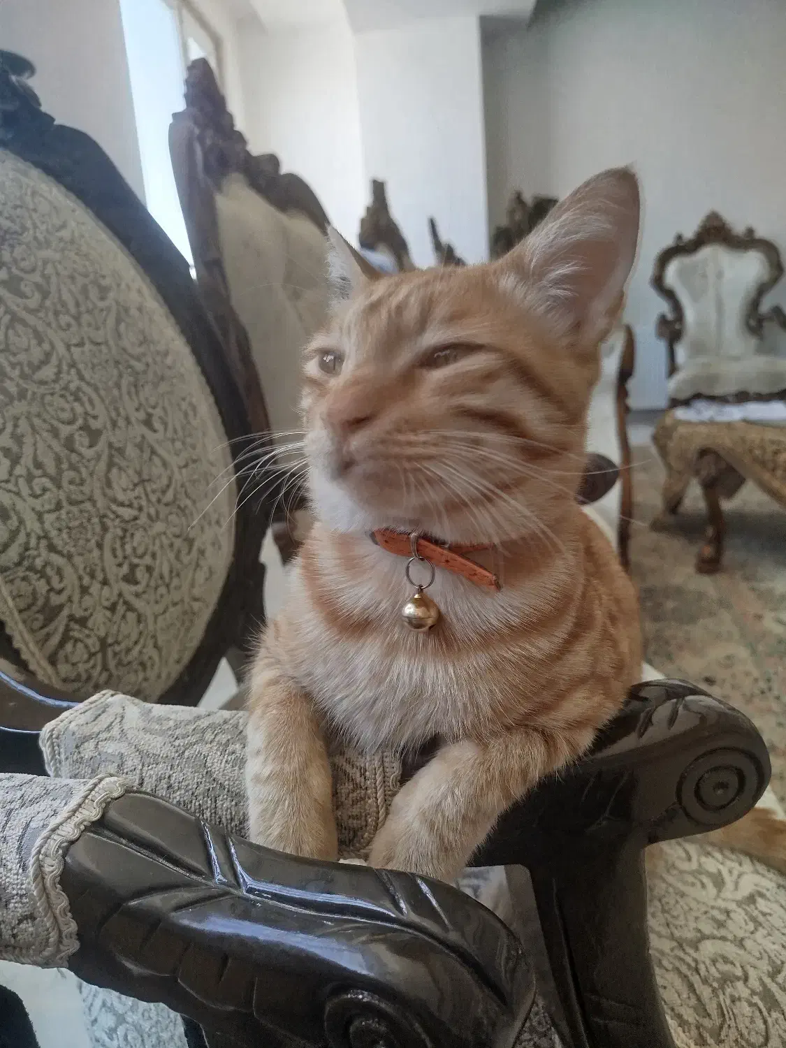 گربه گمشده|حیوانات|سبزوار, کوی بهار|دیوار