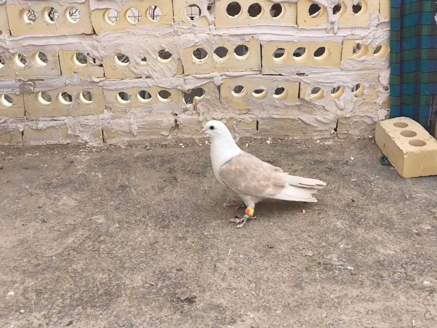 کفتر کلاغ کربلائی|پرنده|مشهد, امام خمینی|دیوار