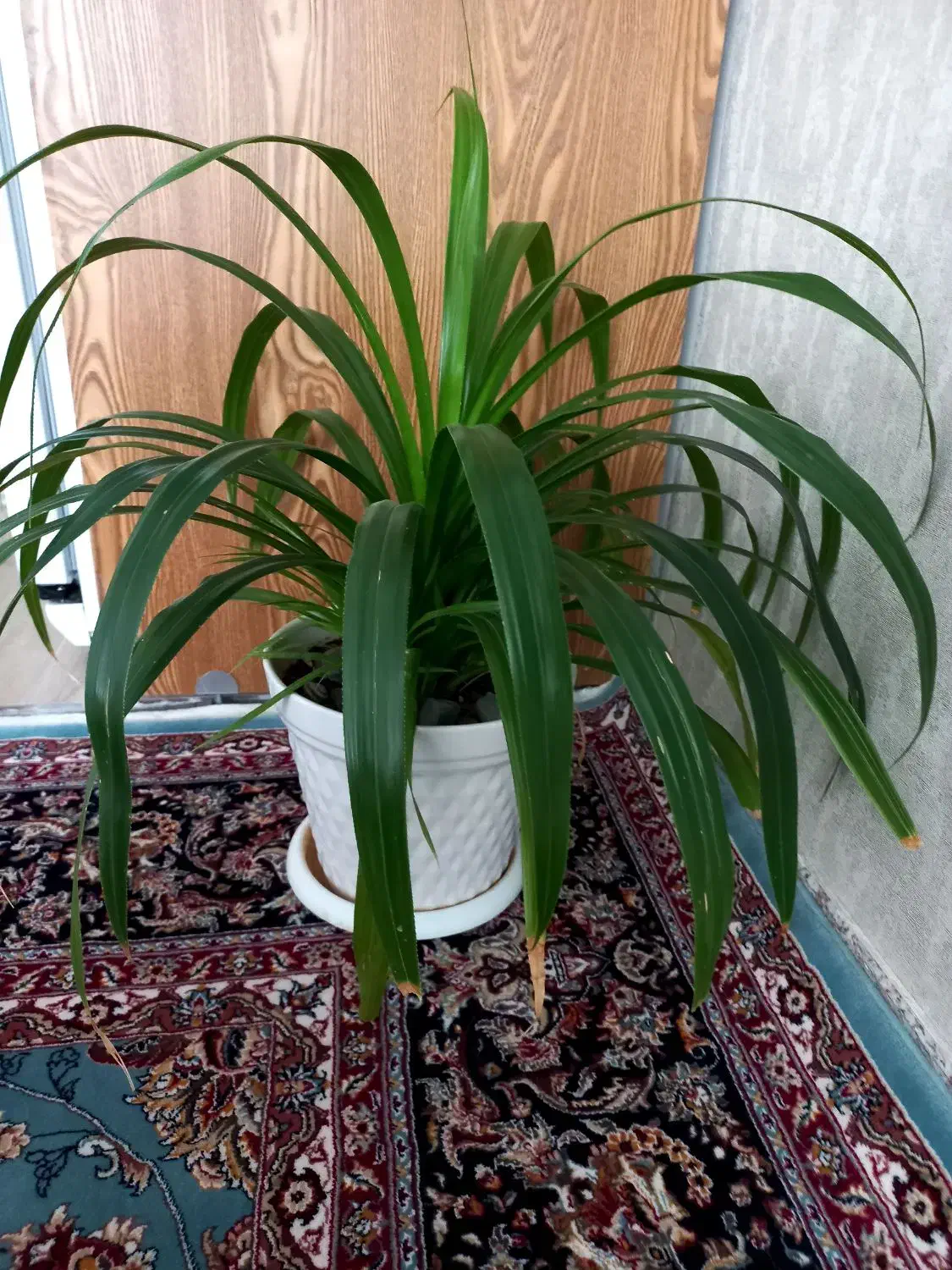 گل طبیعی بزرگ|گل و گیاه طبیعی|سبزوار, باهنر|دیوار