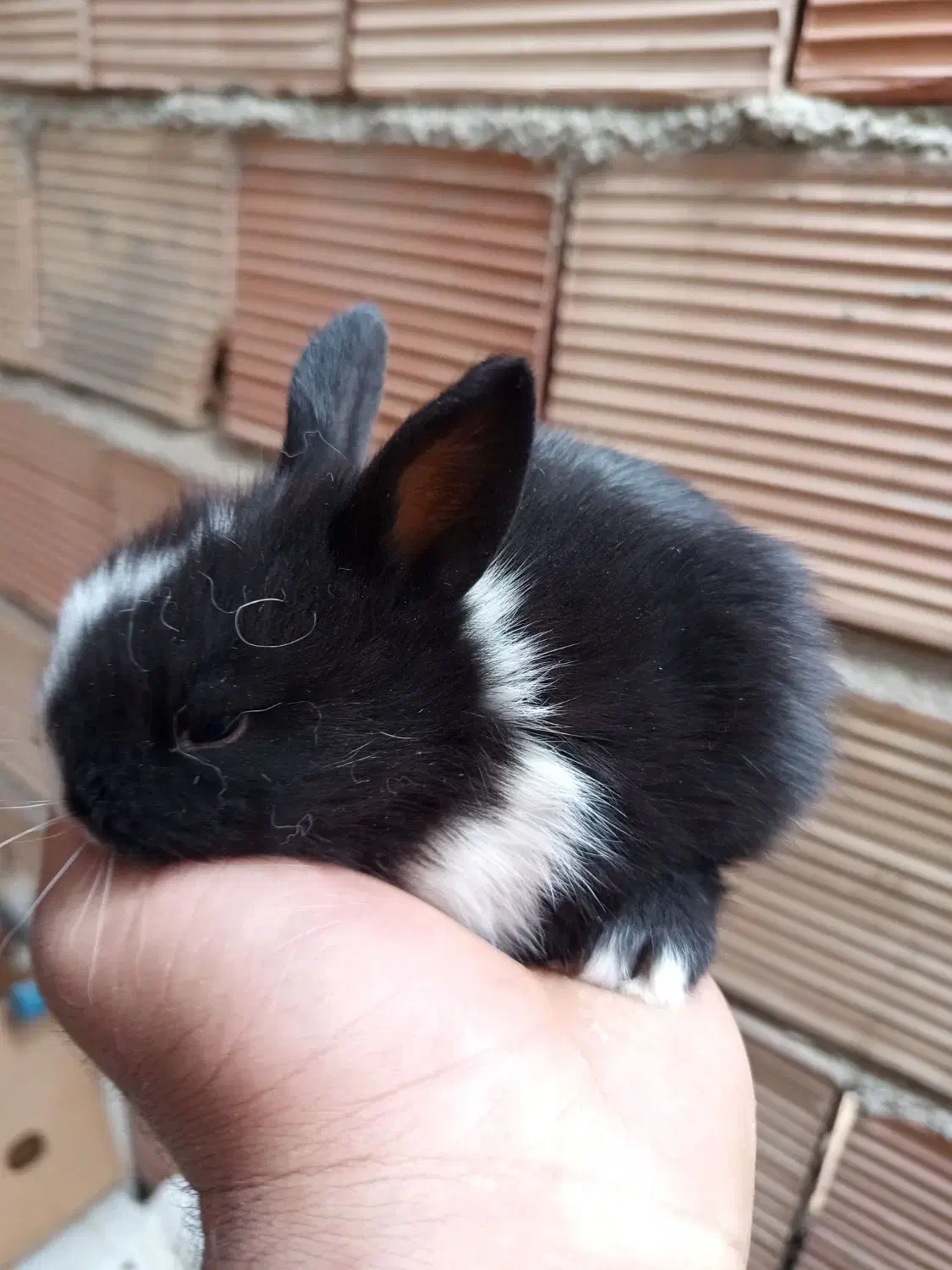 خرگوش جرسی|موش و خرگوش|پاکدشت, خاتون آباد|دیوار