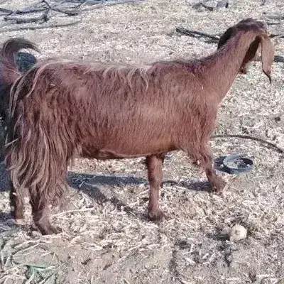 بز اسرائیلی اصل|حیوانات مزرعه|زرقان, |دیوار