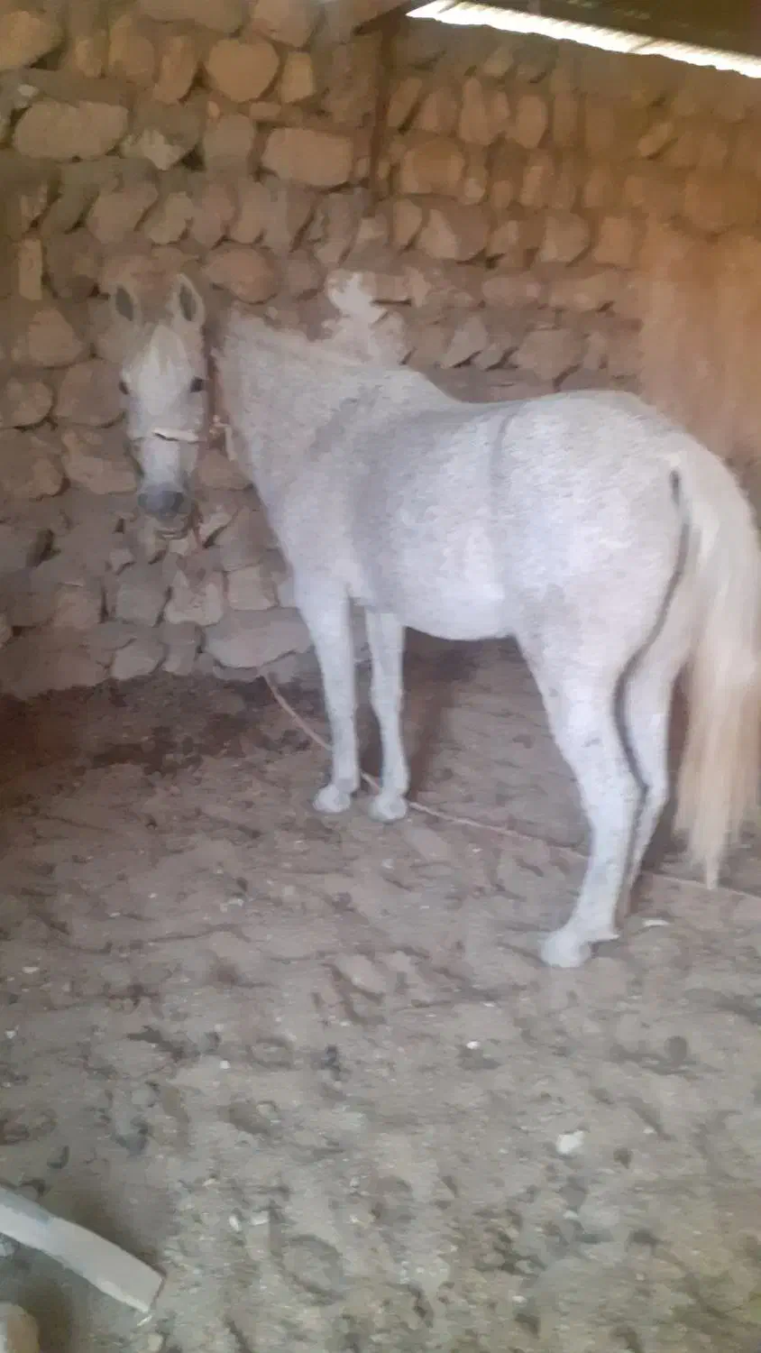 مادیان قاطر آبستن ۷ساله|اسب و تجهیزات اسبسواری|ملکشاهی, |دیوار